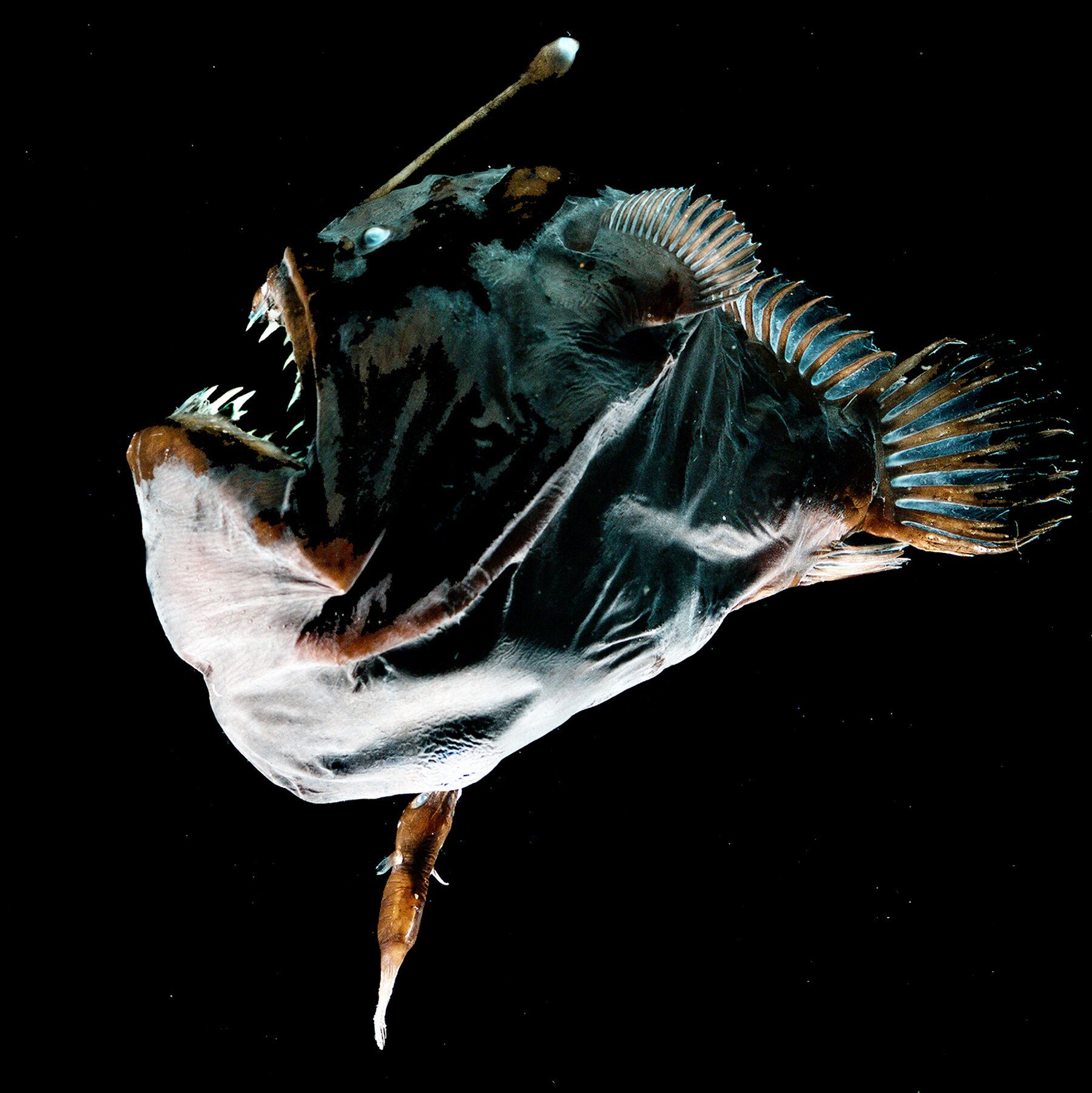Anglerfish Vs. Human: Shocking Size Comparison! - 50o8850