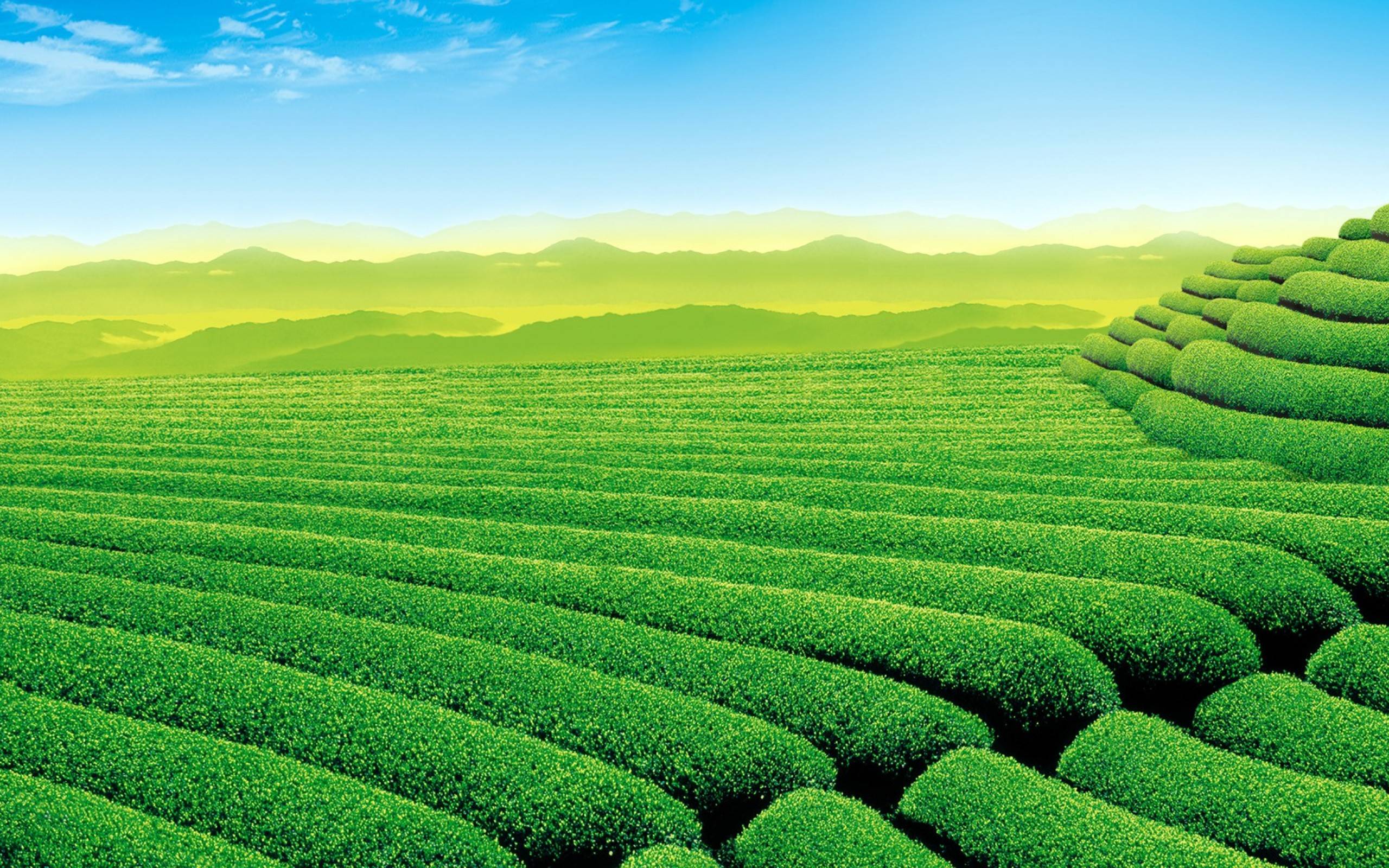 2560x1600 Free download Green Tea Wallpaper [2560x1600] for your Desktop, Mobile & Tablet. Explore Green Tea Wallpaper. Tea Paper Wallpaper, Arizona Green Tea Wallpaper, Tea Wallpaper