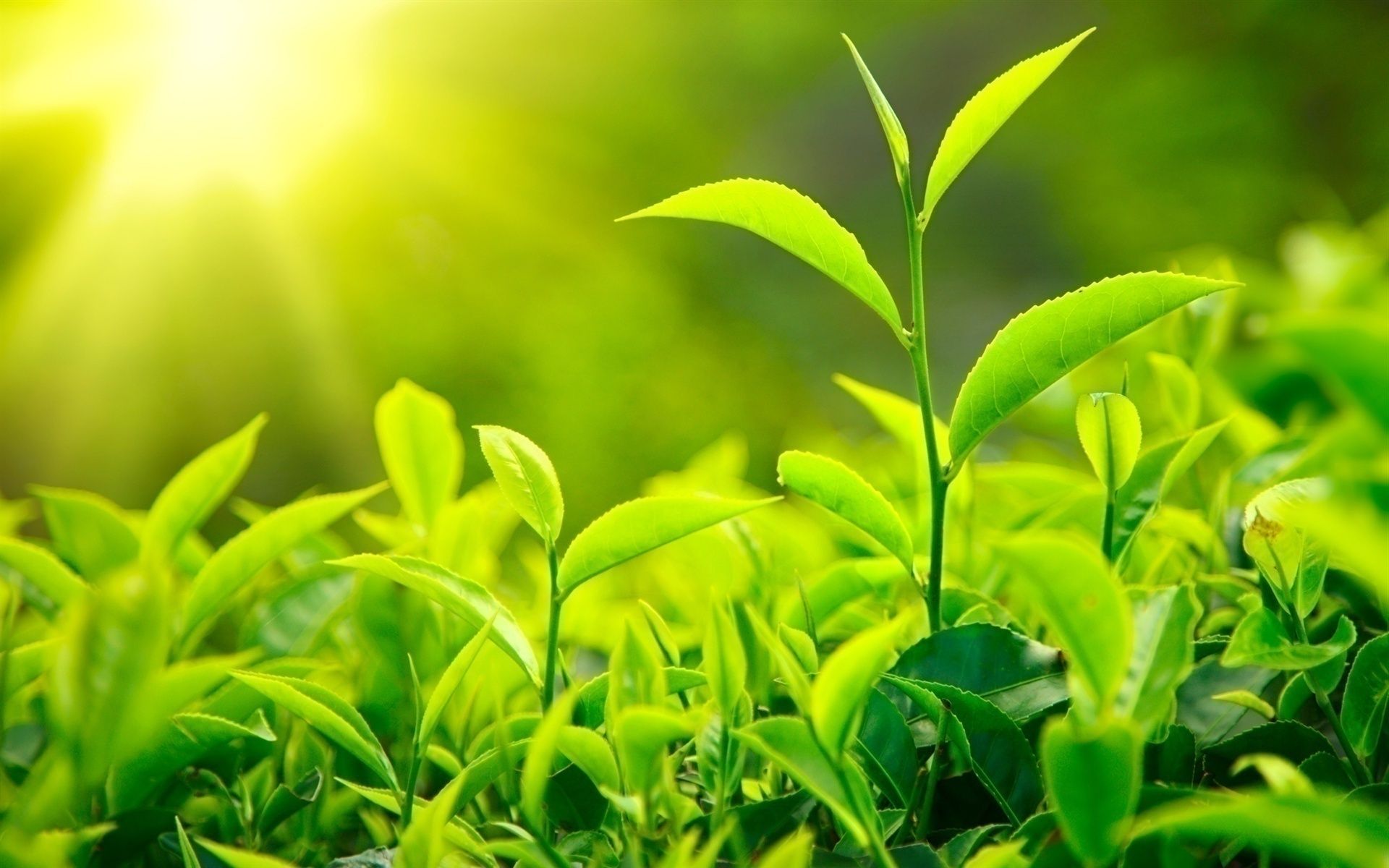 1920x1200 Free download Best Green tea leaves in a tea plantation Wallpaper 8 Image [1920x1200] for your Desktop, Mobile & Tablet. Explore Plantation Wallpaper. Carleton V Plantation Wallpaper