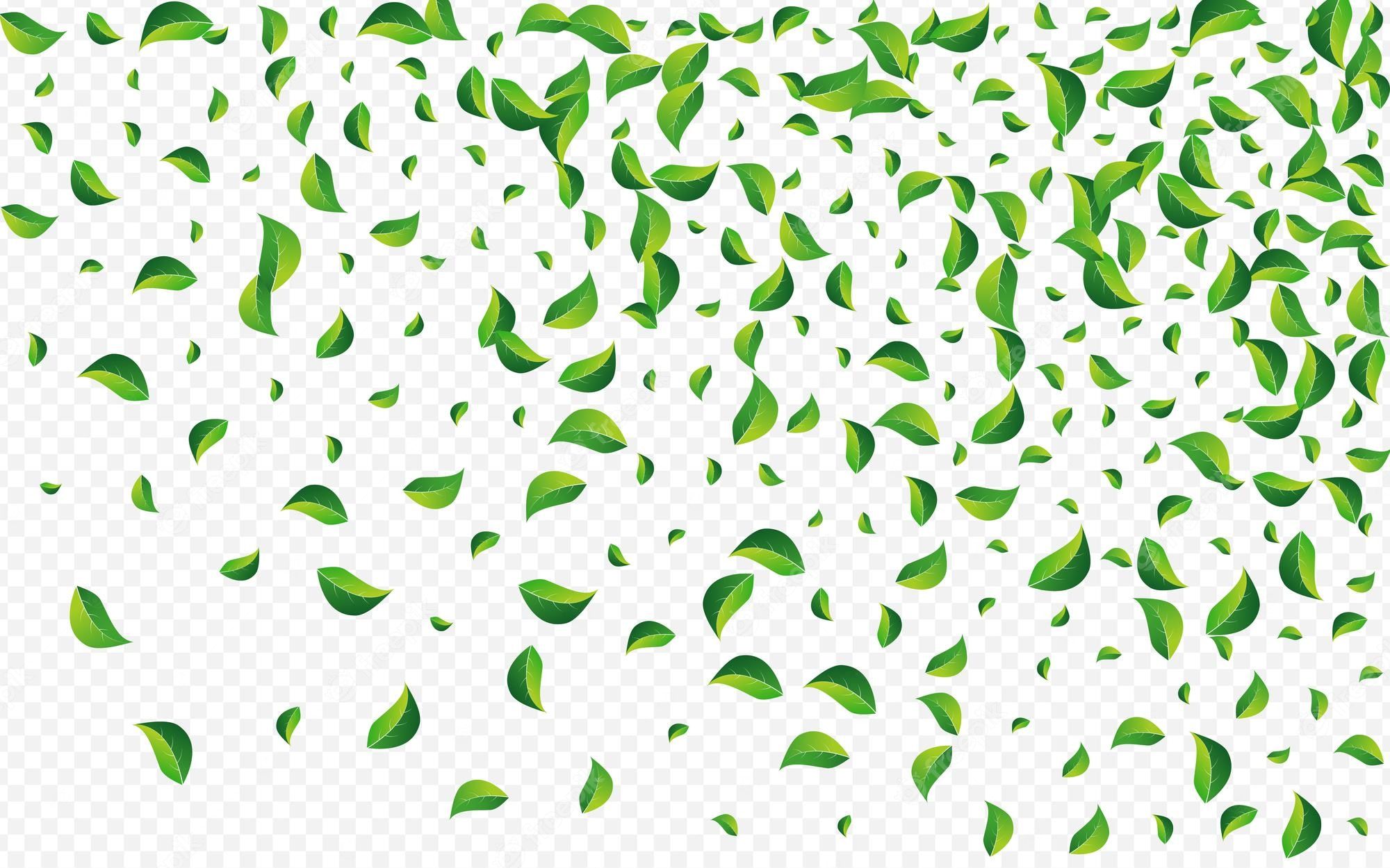 2000x1250 Premium Vector. Swamp greens swirl vector transparent background. tea leaves wallpaper. forest leaf organic template. foliage wind plant