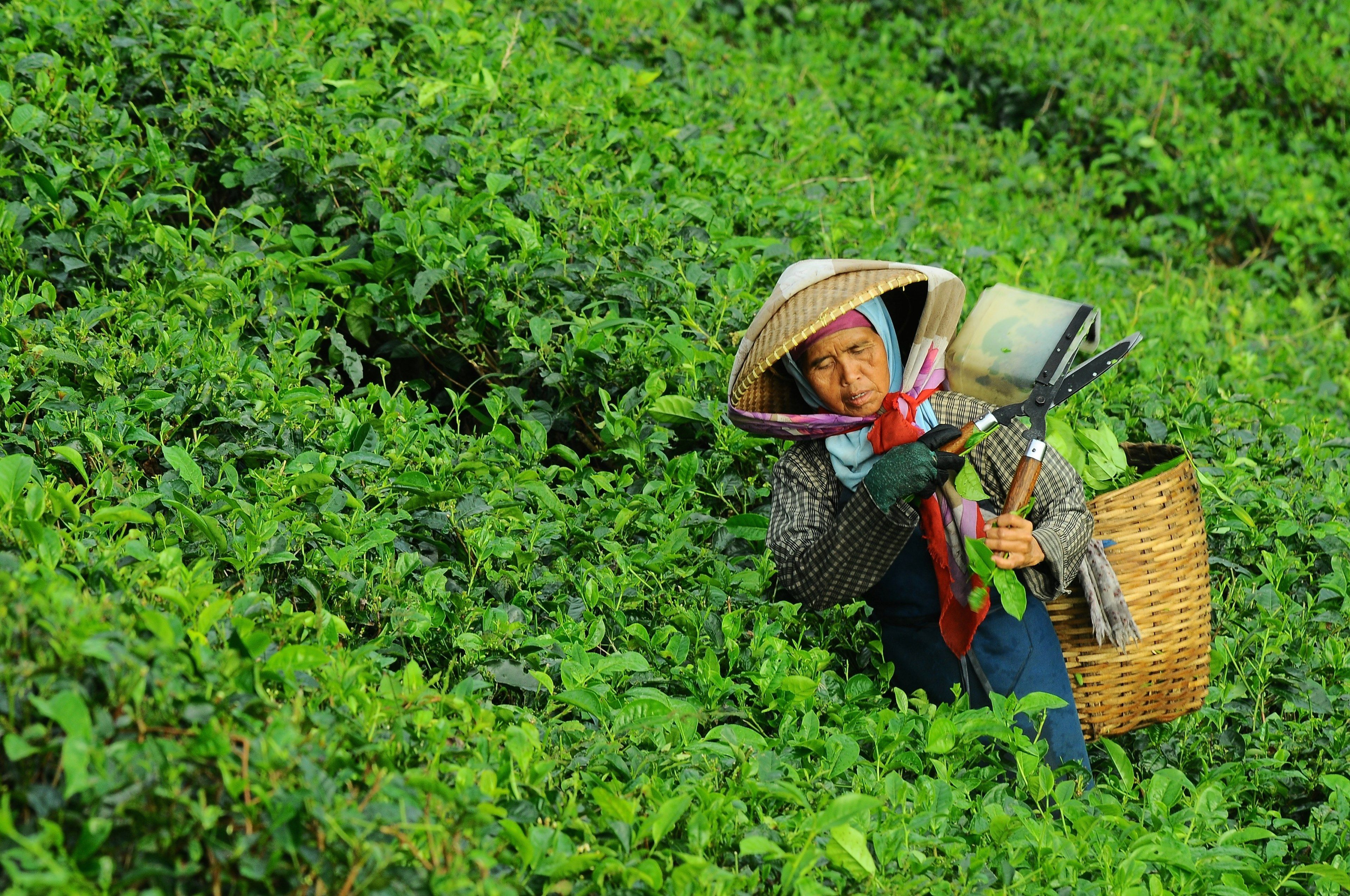 3840x2550 Wallpaper / a woman works in a field collecting tea leaves while wearing a hat and protective clothing, tea collector 4k wallpaper free download