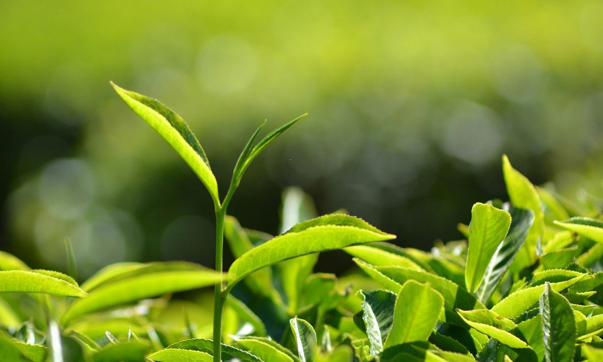 1200x720 Growing and Producing Tea