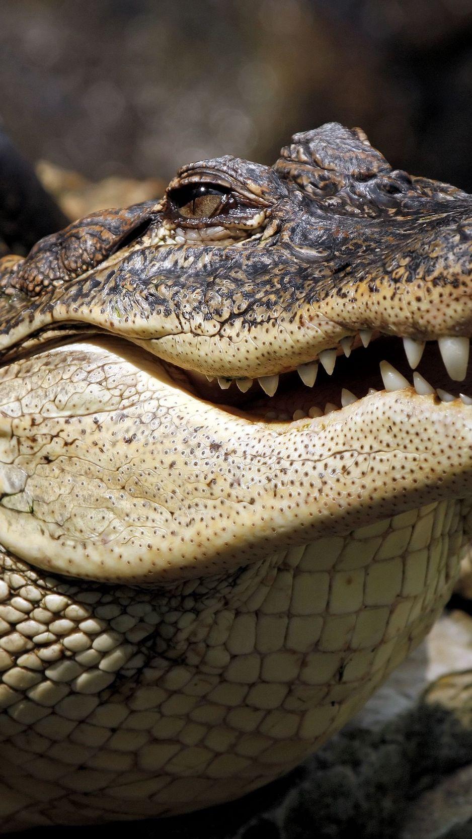 938x1668 Download Wallpaper 938x1668 Crocodile, Muzzle, Dangerous Iphone 8 7