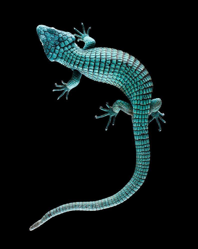 794x1000 Abronia Graminea, Mexico. Amphibians Reptiles