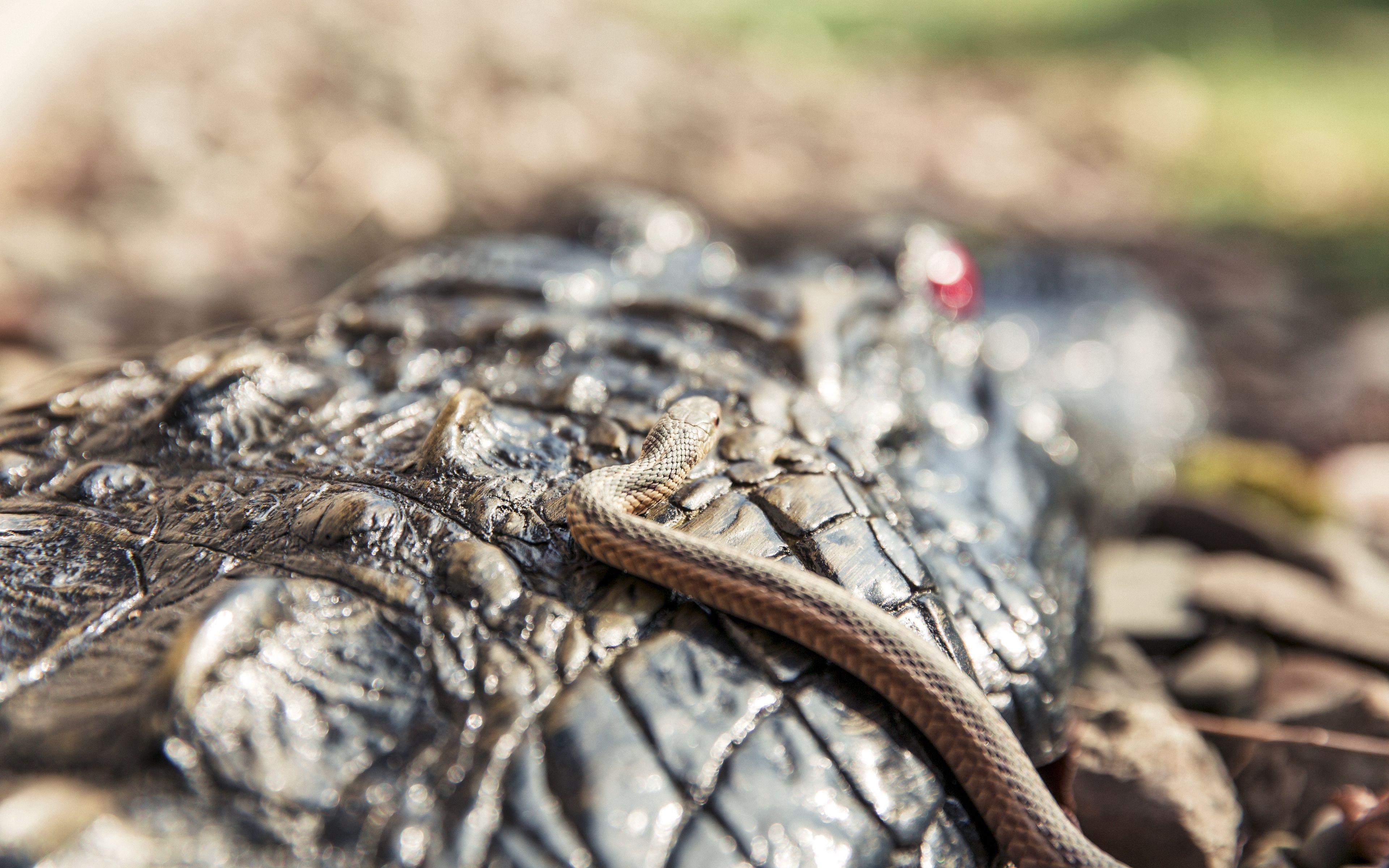 3840x2400 Download wallpaper 3840x2400 snake, crocodile, reptiles