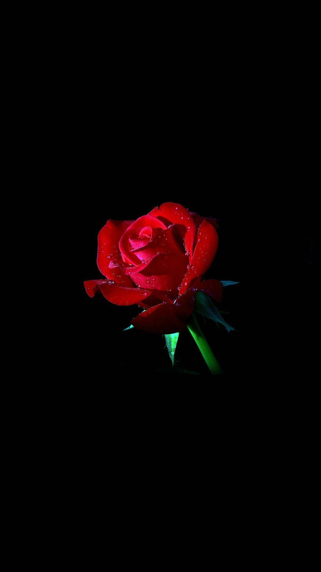 single red roses images with black background
