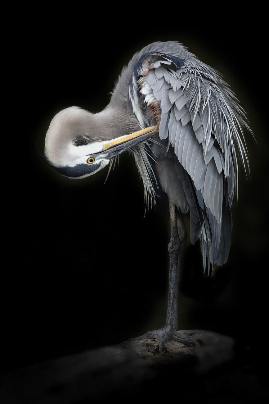 867x1300 The Great Blue Heron Wall Mural