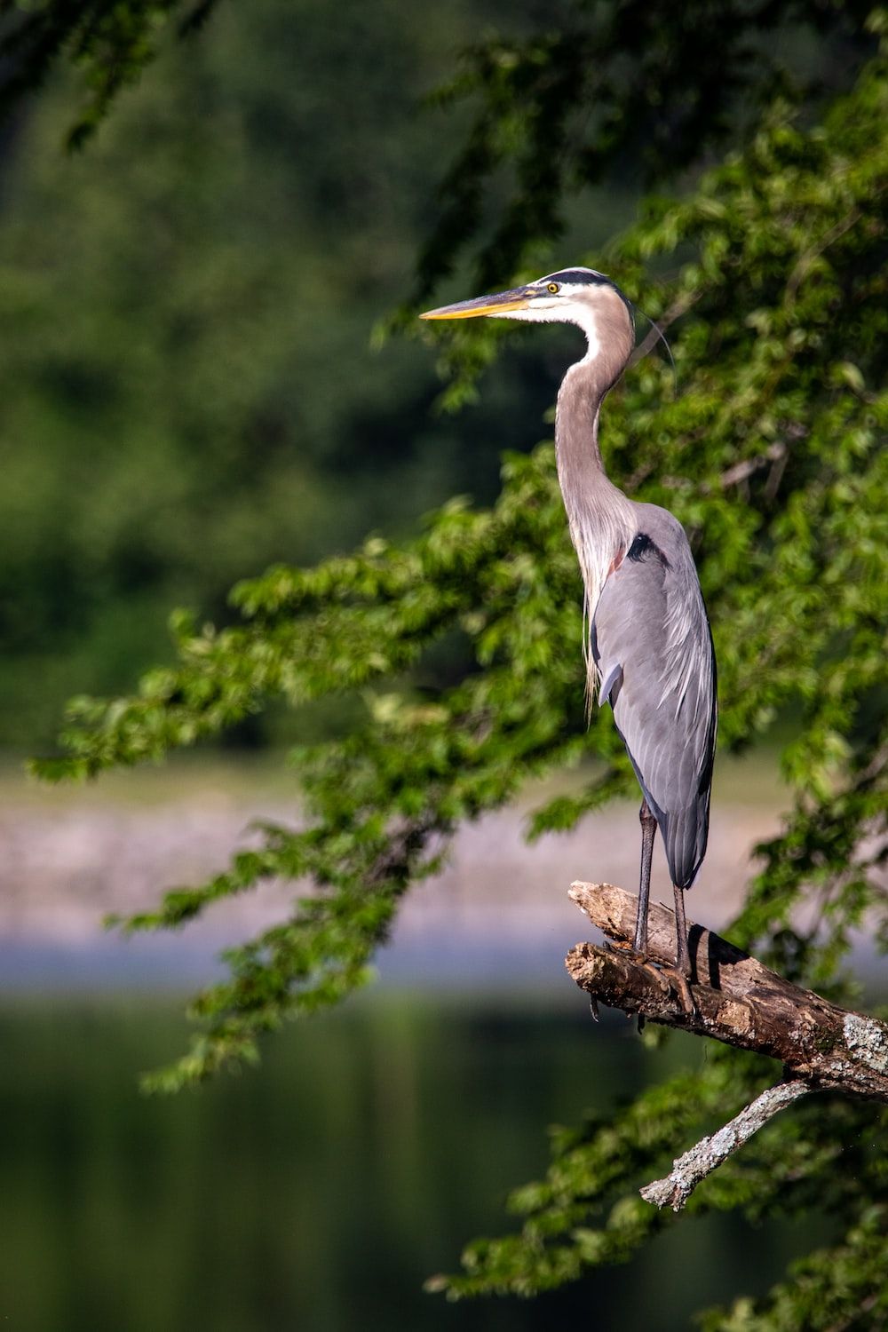 1000x1500 Blue Heron Picture. Download Free Image