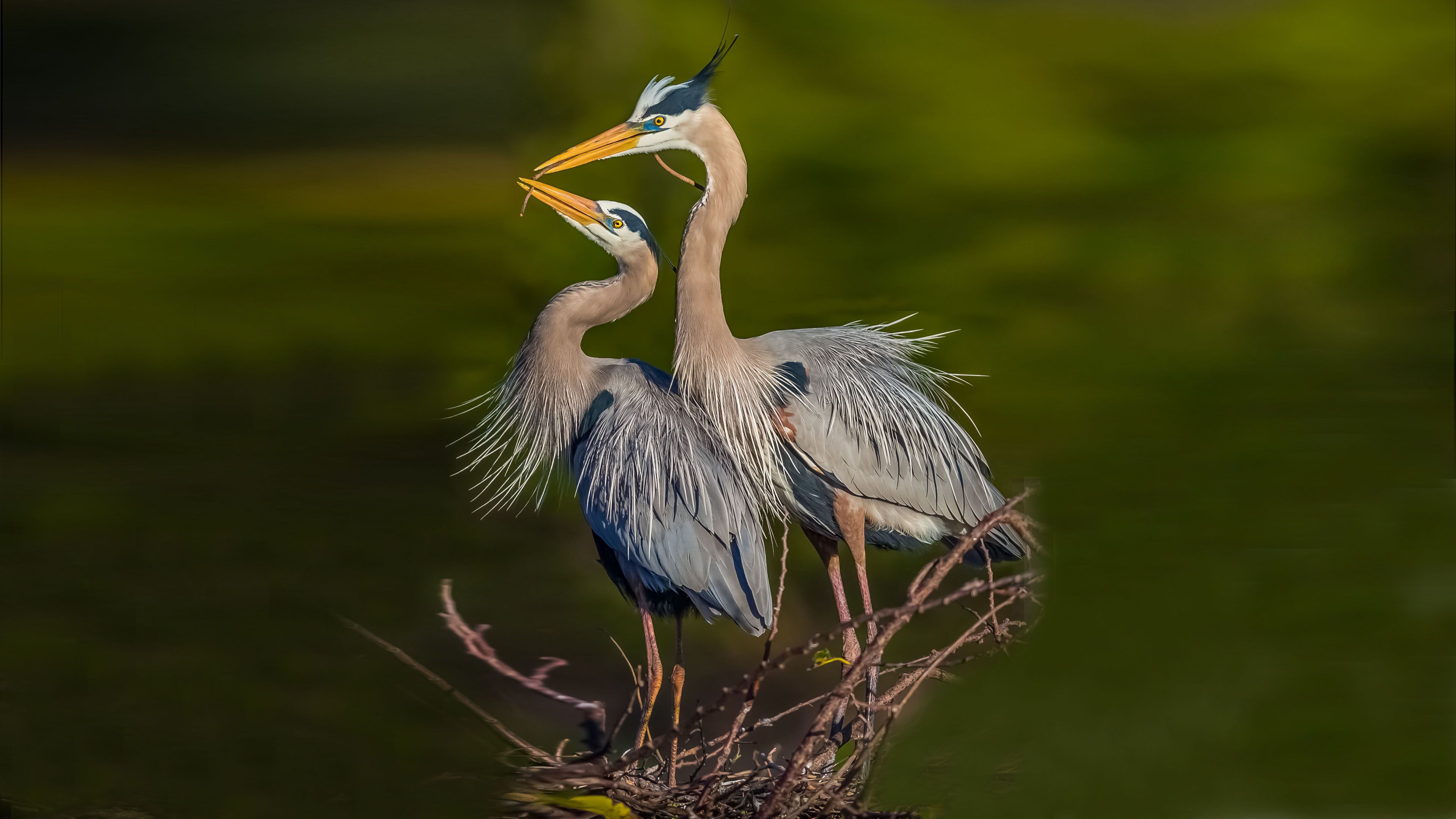 3840x2160 Blue Heron HD Wallpaper and Background
