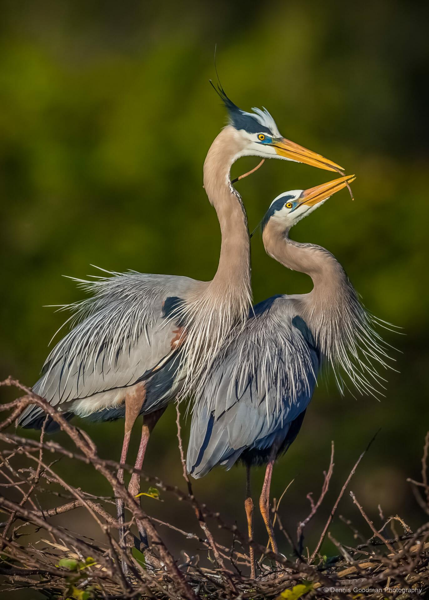 1372x1920 Blue Heron 1. Dennis Goodman Photography and Printing
