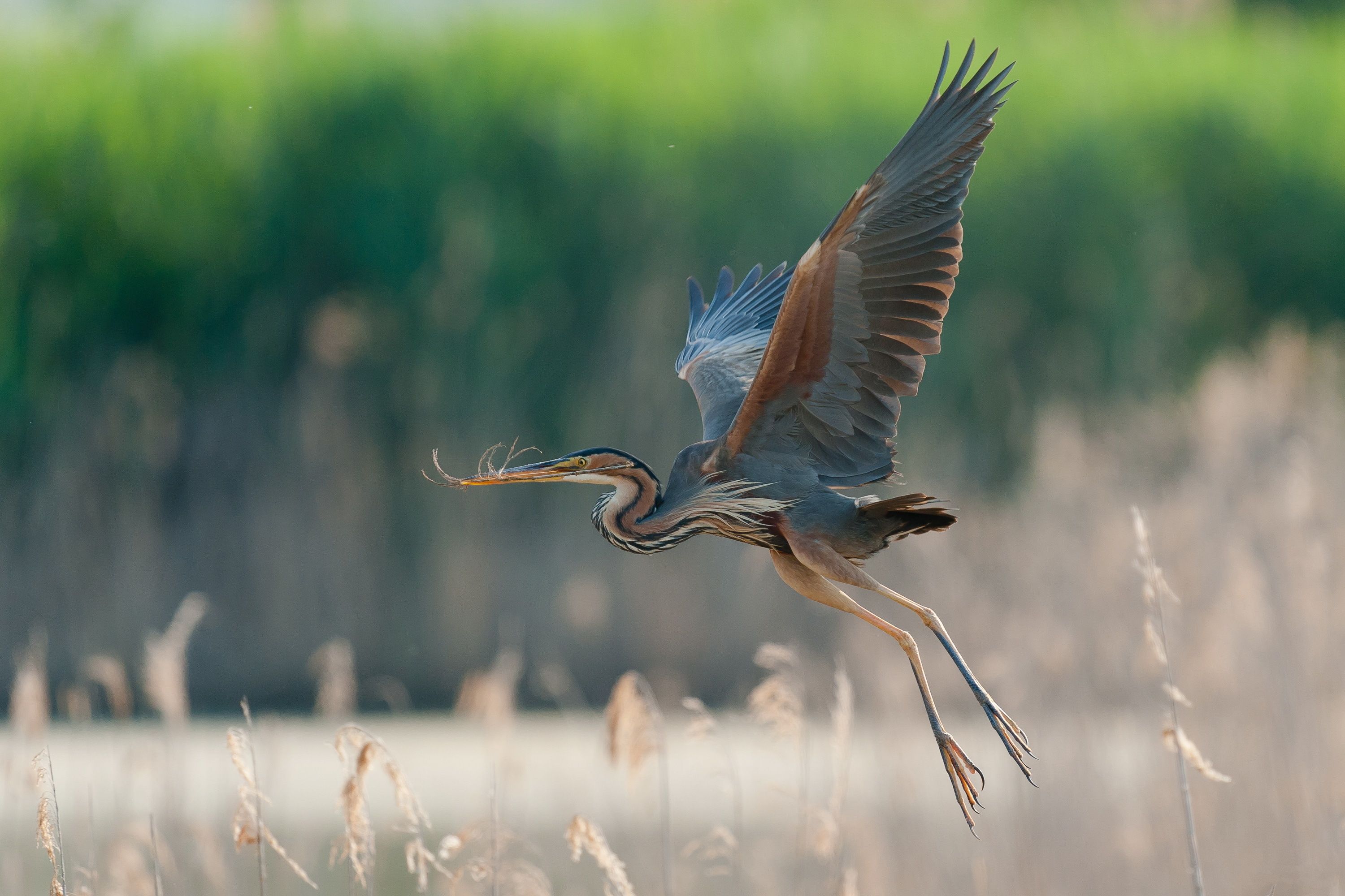 3000x2000 Great blue heron HD Wallpaper and Background