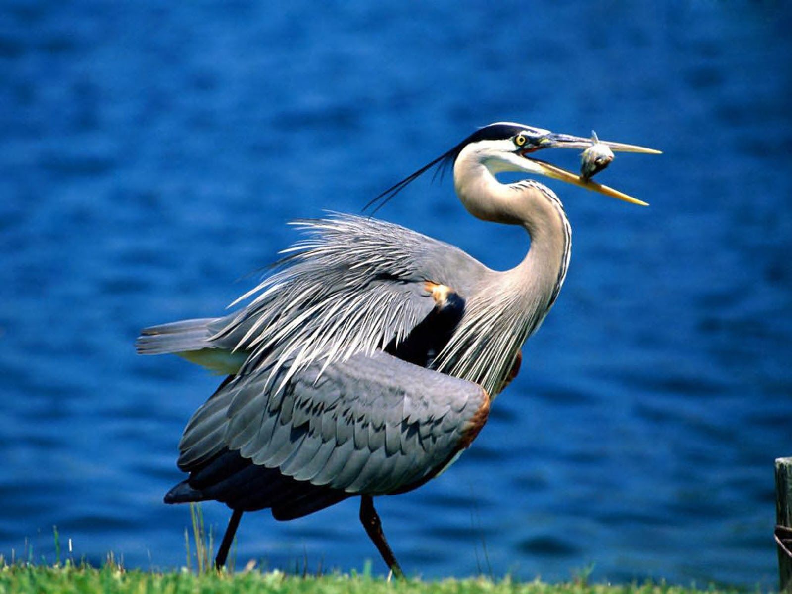 1600x1200 Great Blue Heron Wallpaper