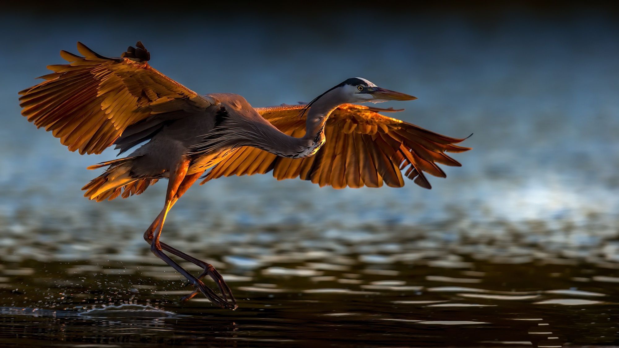 2000x1125 Great blue heron HD Wallpaper