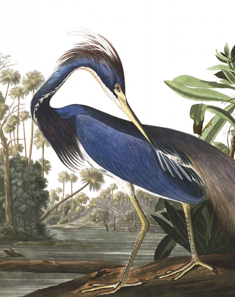 810x1024 Wallpaper Panel Heron