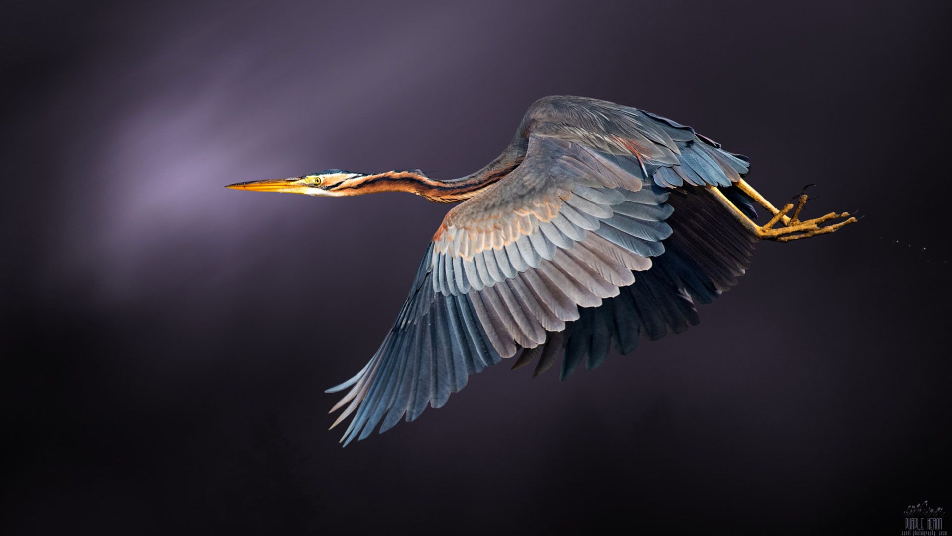 1920x1080 Birds Great Blue Heron Elegance In Flight North America Wallpaper HD :