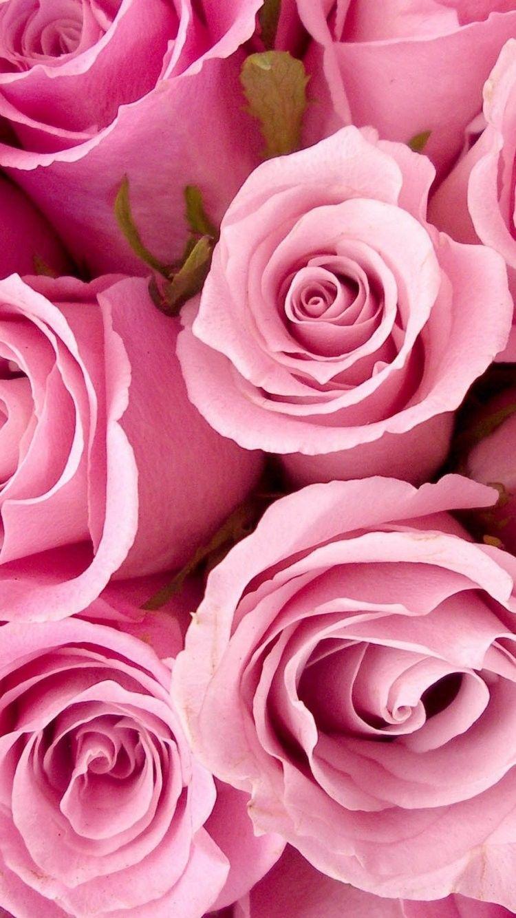 Floral Rose iPhone Wallpapers - Top Free Floral Rose iPhone Backgrounds ...