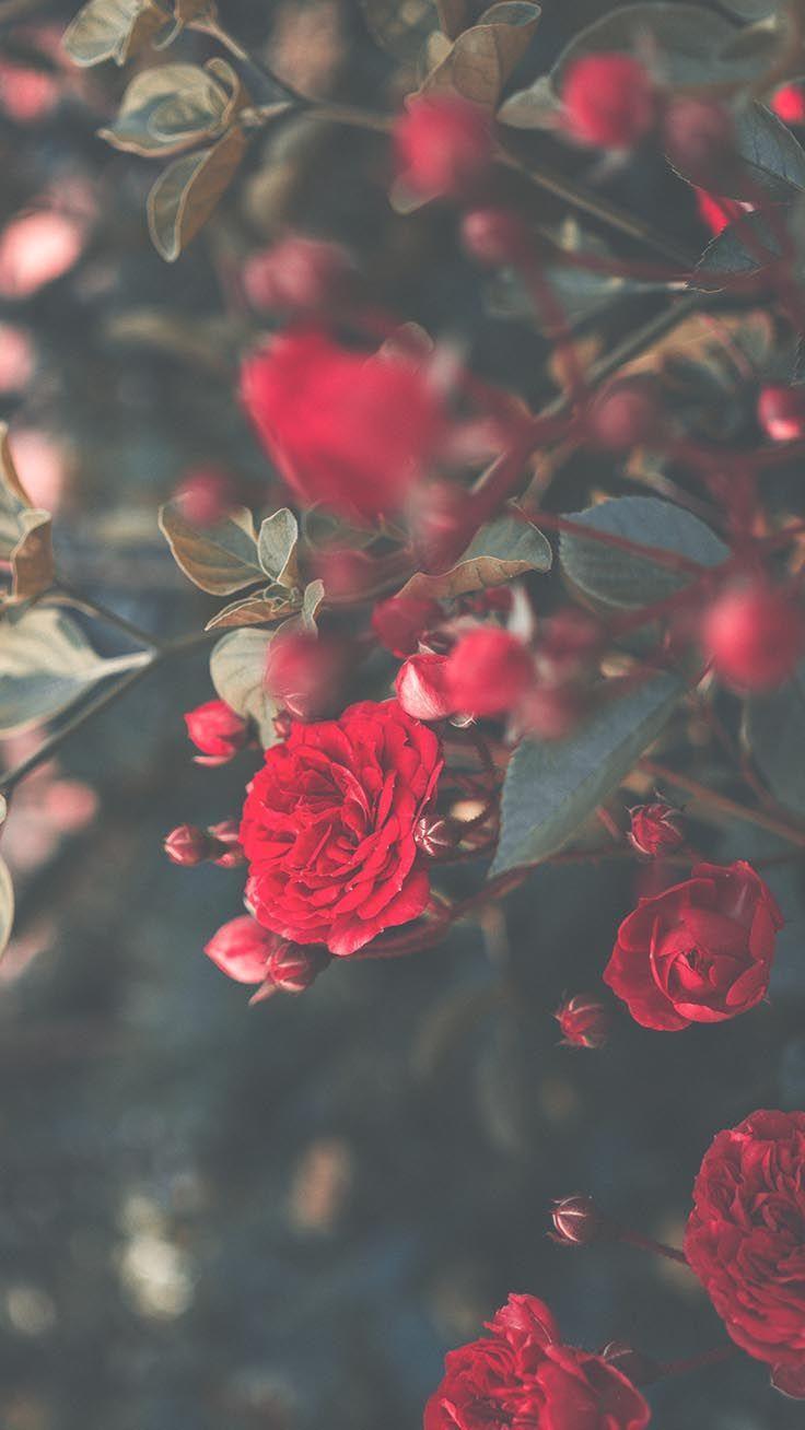 736x1308 Romantic Roses iPhone X Wallpaper