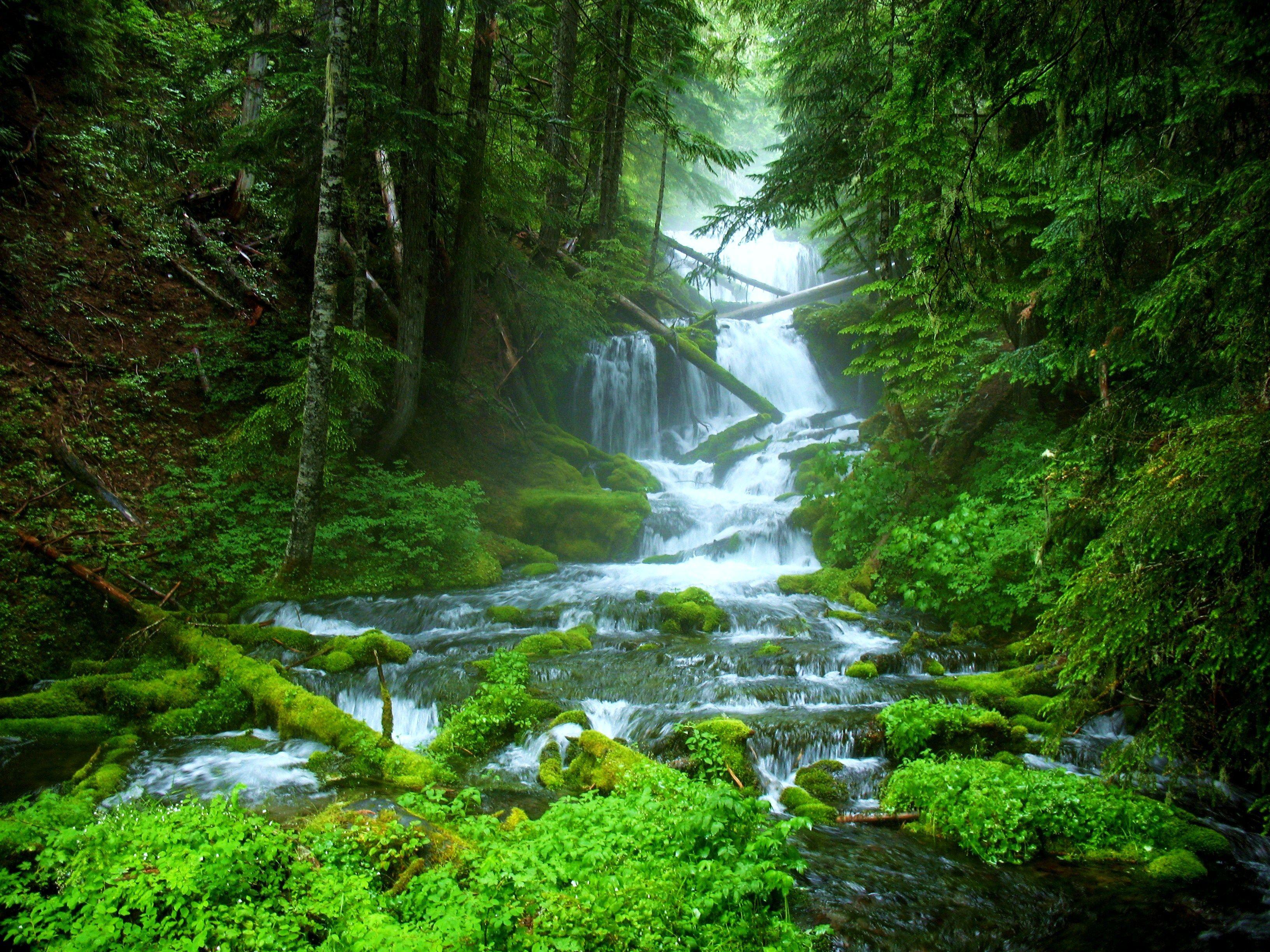 3264x2448 image of Forest Nature Waterfall - #FAN