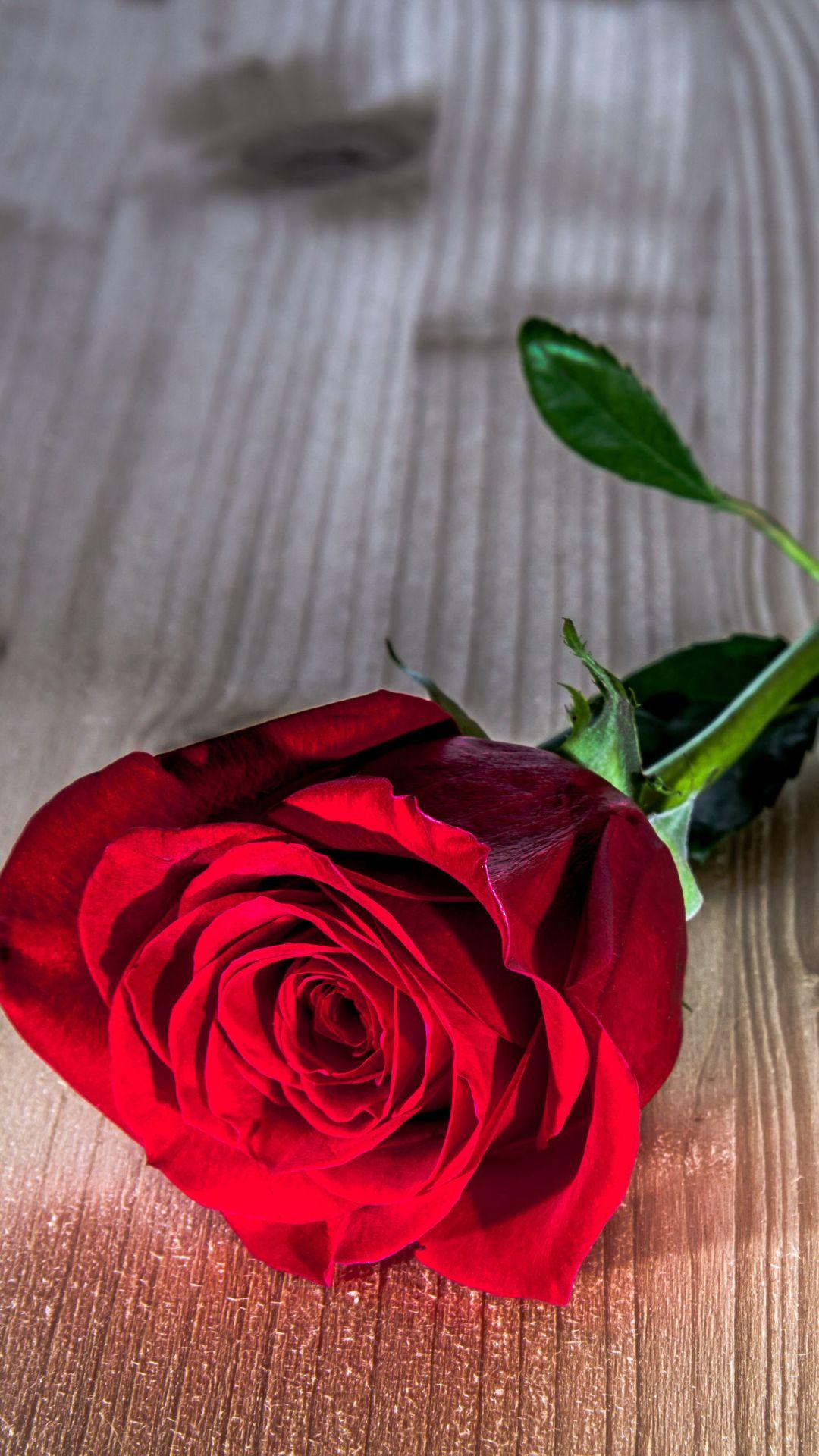 1080x1920 Red Rose IPhone Wallpaper