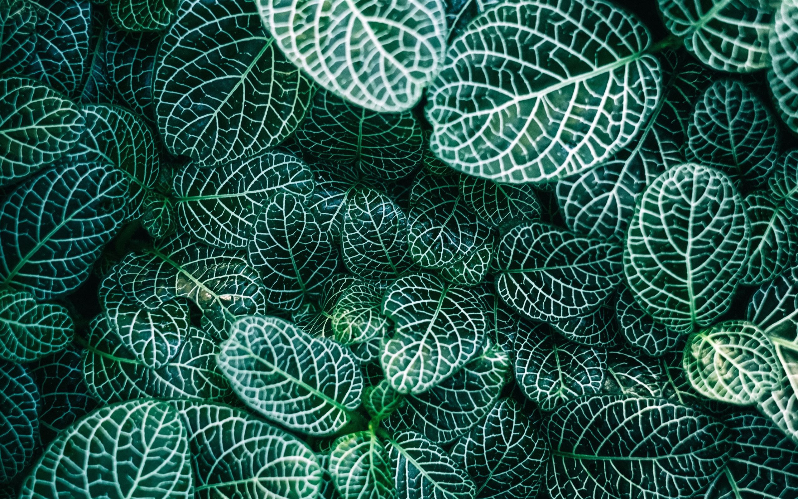 2560x1600 Botanical Garden, Genève. Mac Wallpaper Download