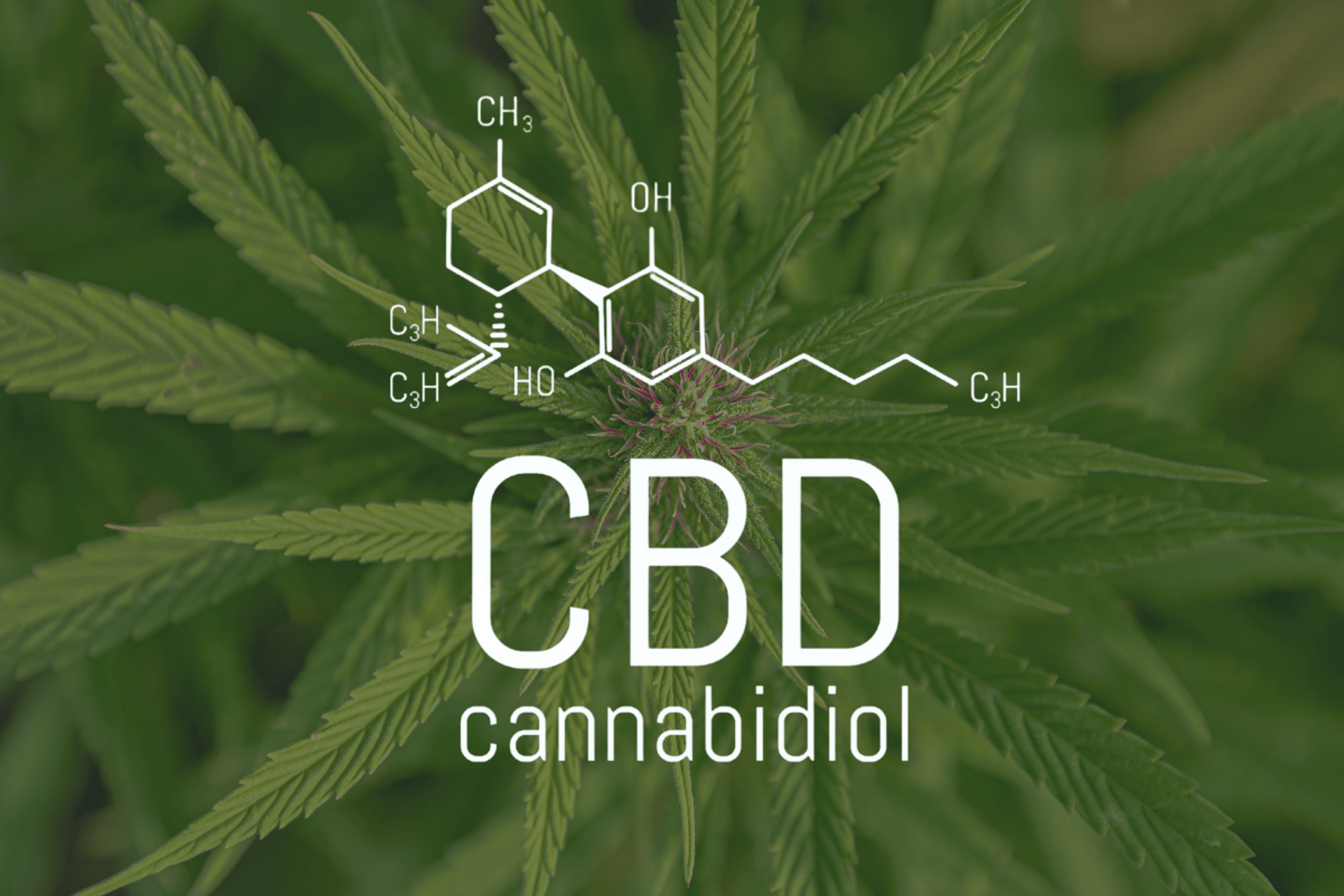 CBD Wallpapers - Top Free CBD Backgrounds - WallpaperAccess