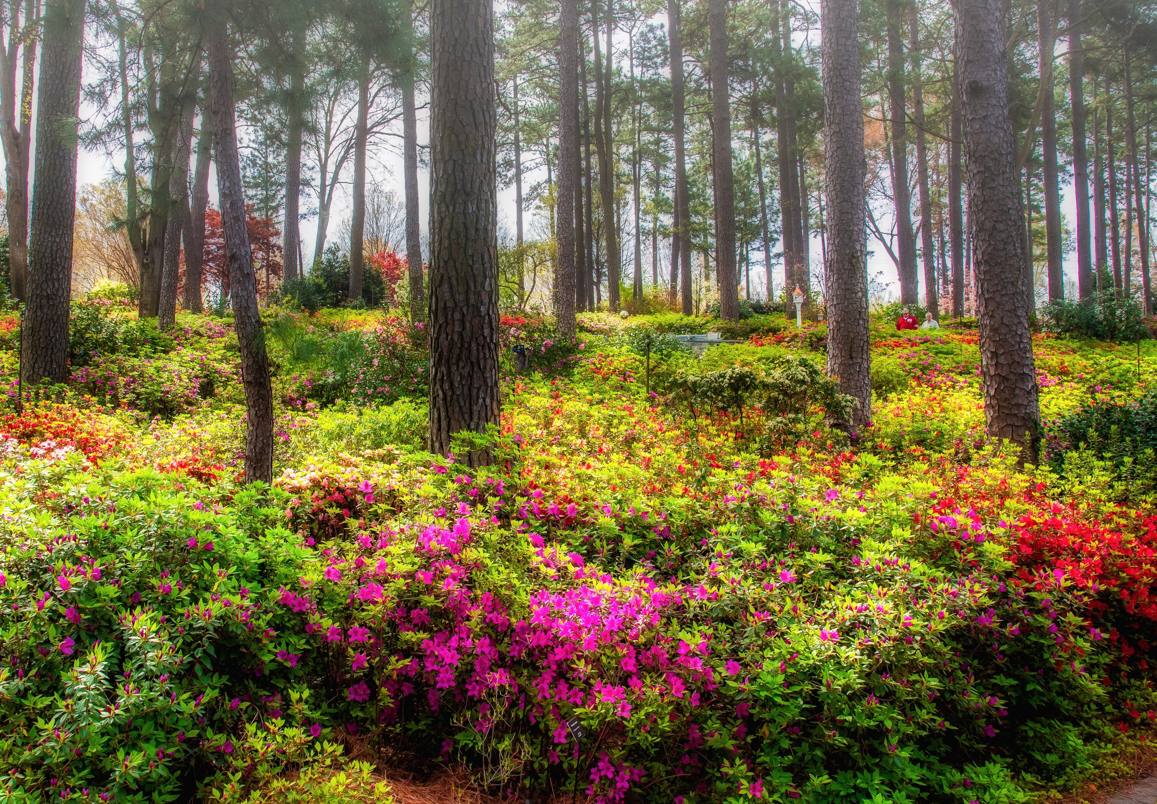 4000x2780 4K, Azalea Garden Raleigh, USA, Parks, Rhododendron, Trees, Shrubs Gallery HD Wallpaper