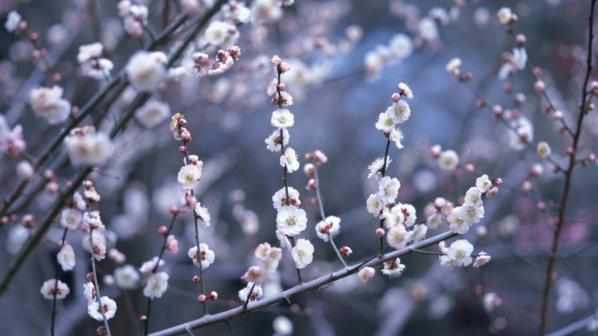 1920x1080 Free download great soothing wallpaper Neeley Center for Health Acupuncture [1920x1080] for your Desktop, Mobile & Tablet. Explore Huntsville Wallpaper