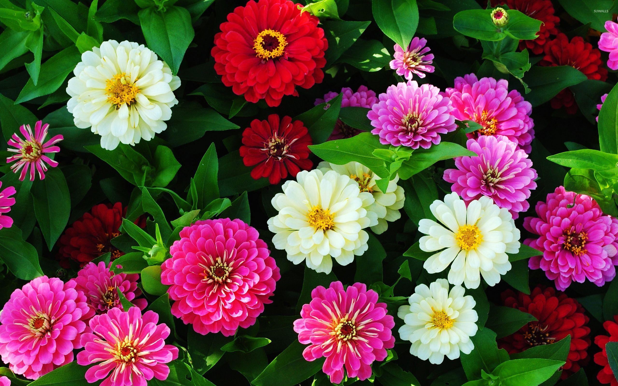 2560x1600 Zinnia Wallpaper