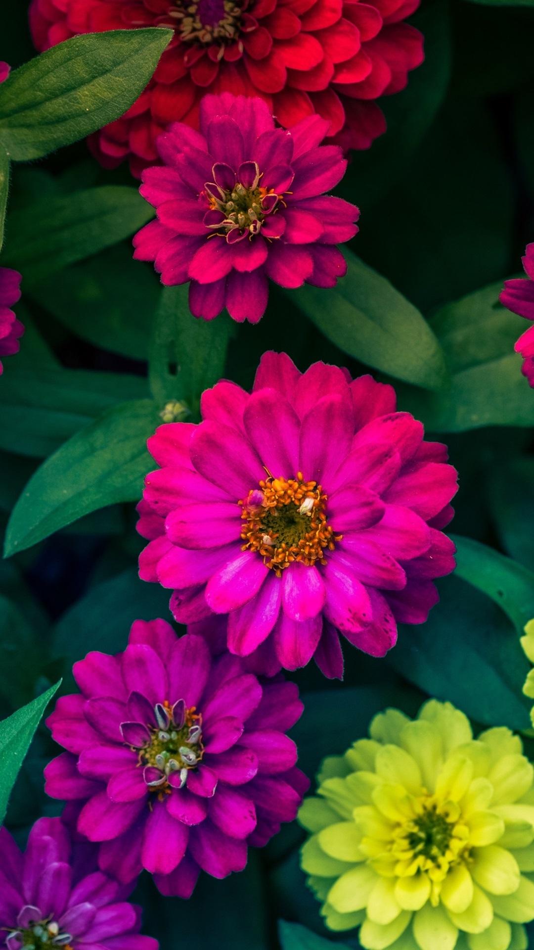 1080x1920 Pink Zinnias Wallpaper