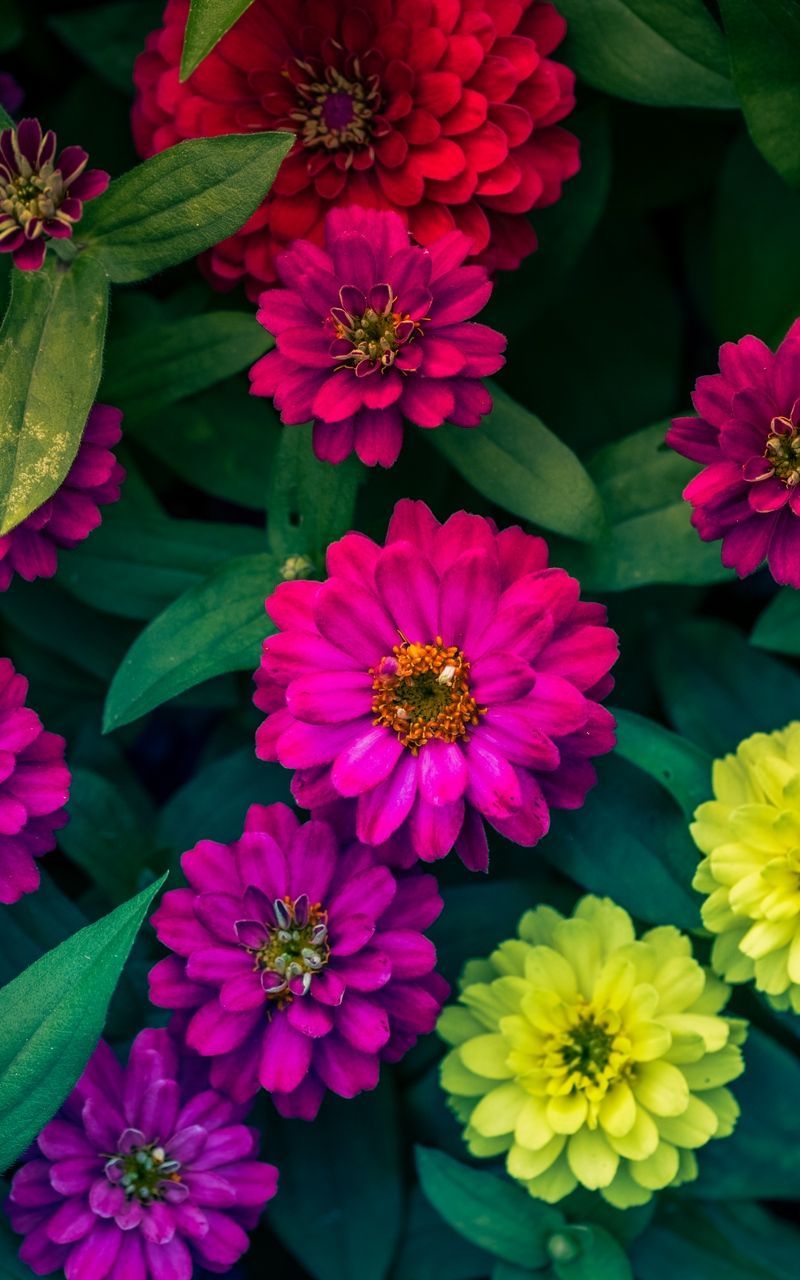 800x1280 Wallpaper bright zinnias flowers flowerbed. Flower background wallpaper, Flower wallpaper, Zinnia flowers