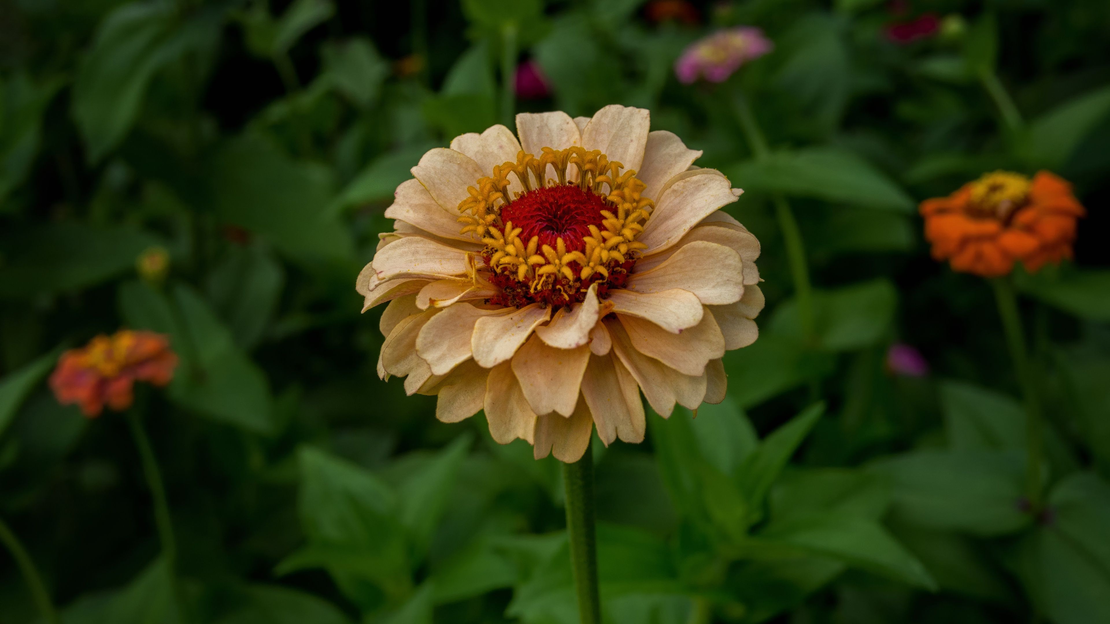 3840x2160 Zinnia HD Wallpaper and Background