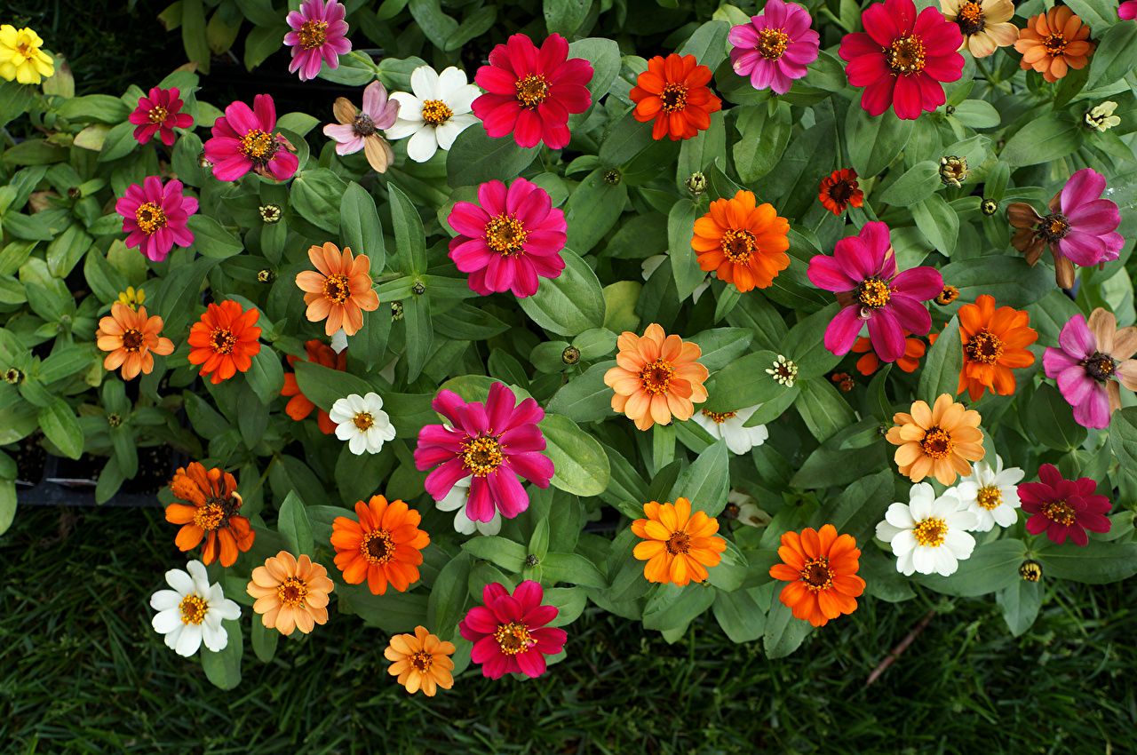 1280x850 Desktop Wallpaper Zinnia flower Closeup