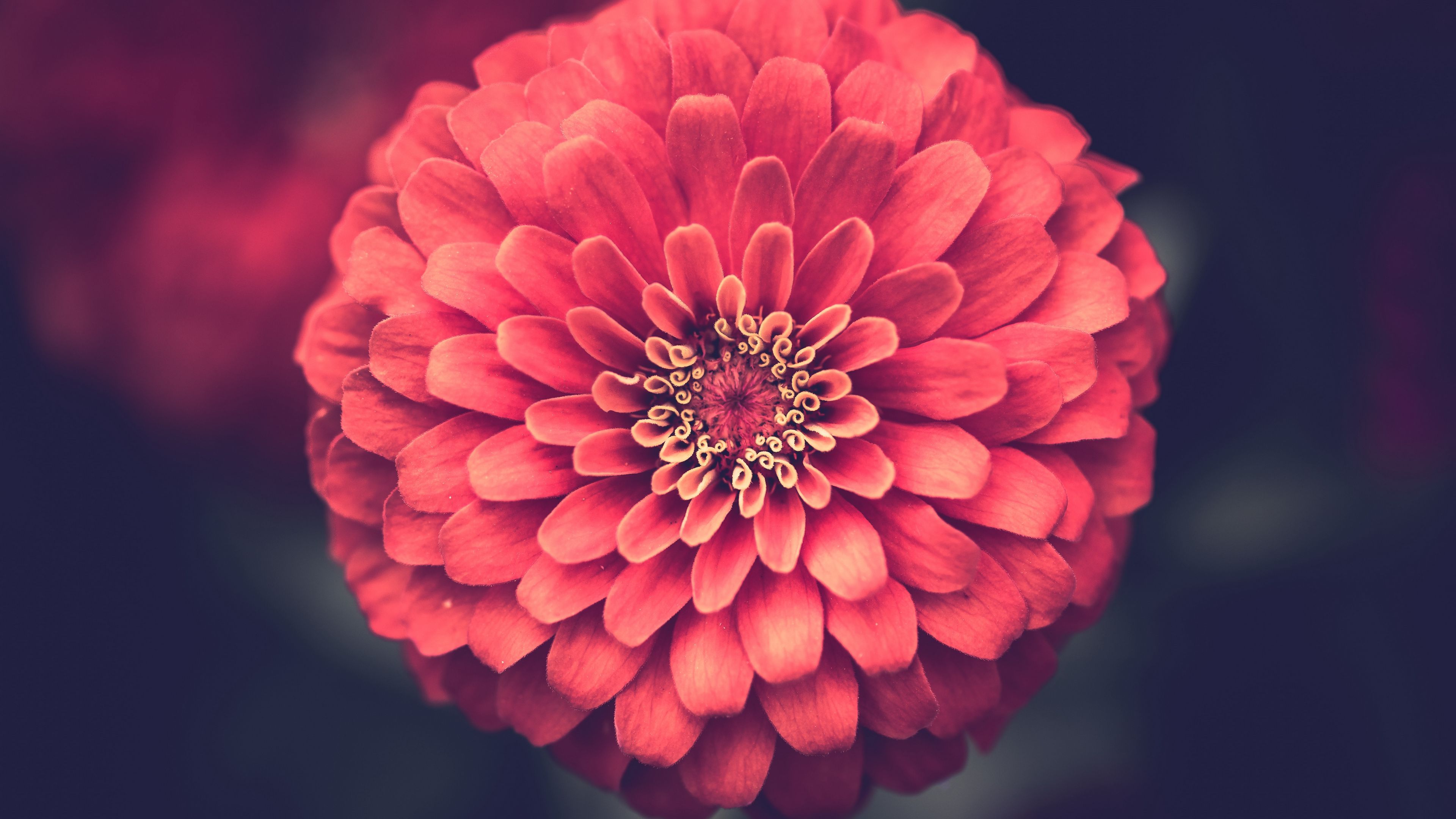 3840x2160 zinnia 1080P, 2k, 4k Full HD Wallpaper, Background Free Download