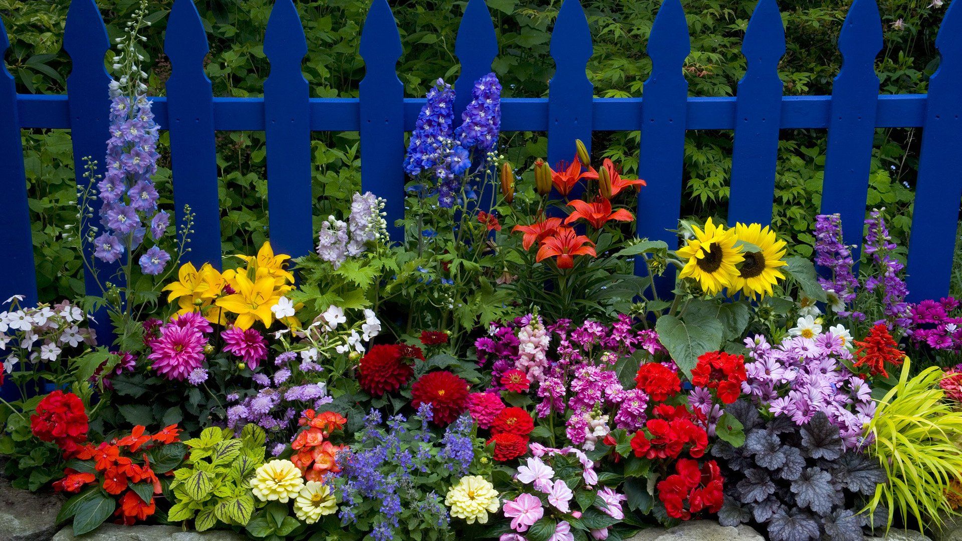 1920x1080 Zinnia HD Wallpaper and Background