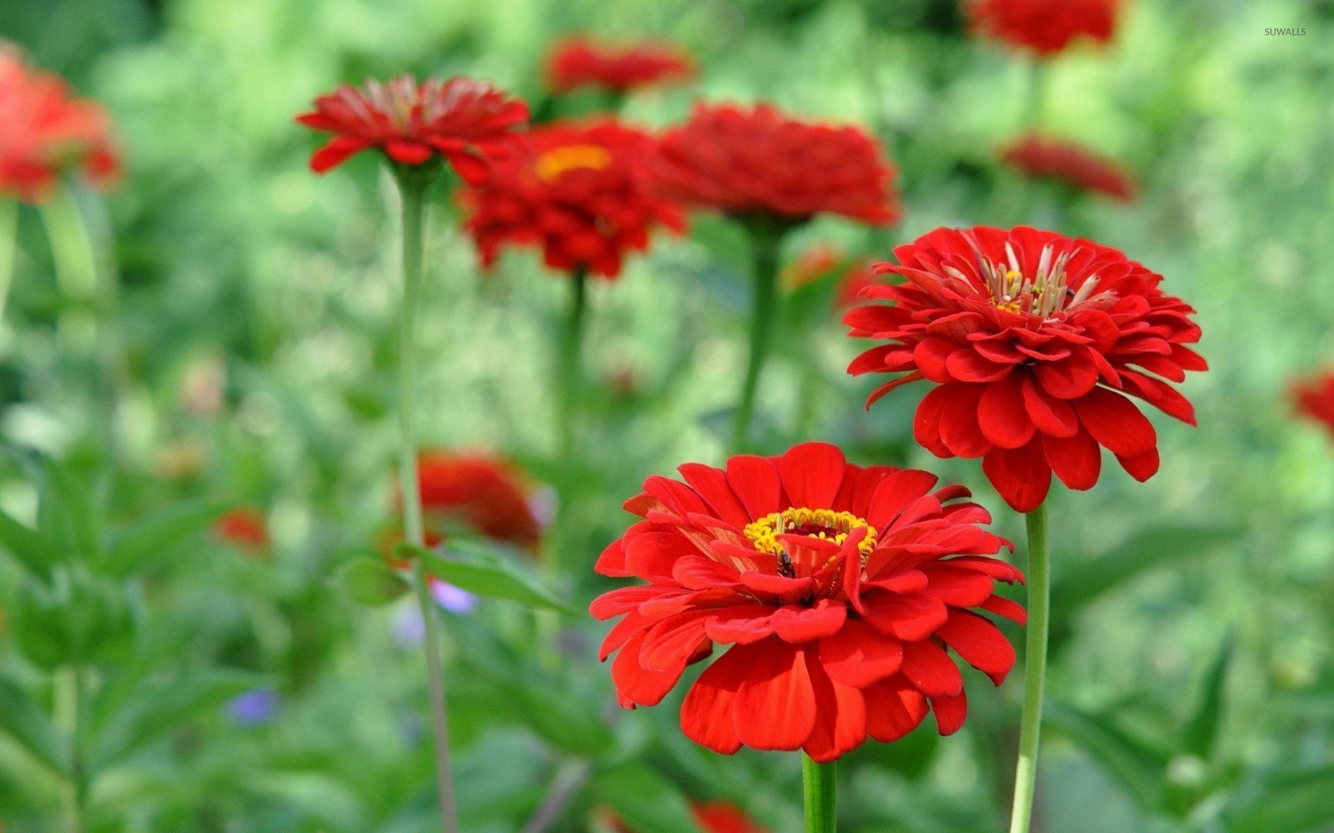 Zinnia Wallpapers - Top Free Zinnia Backgrounds - WallpaperAccess