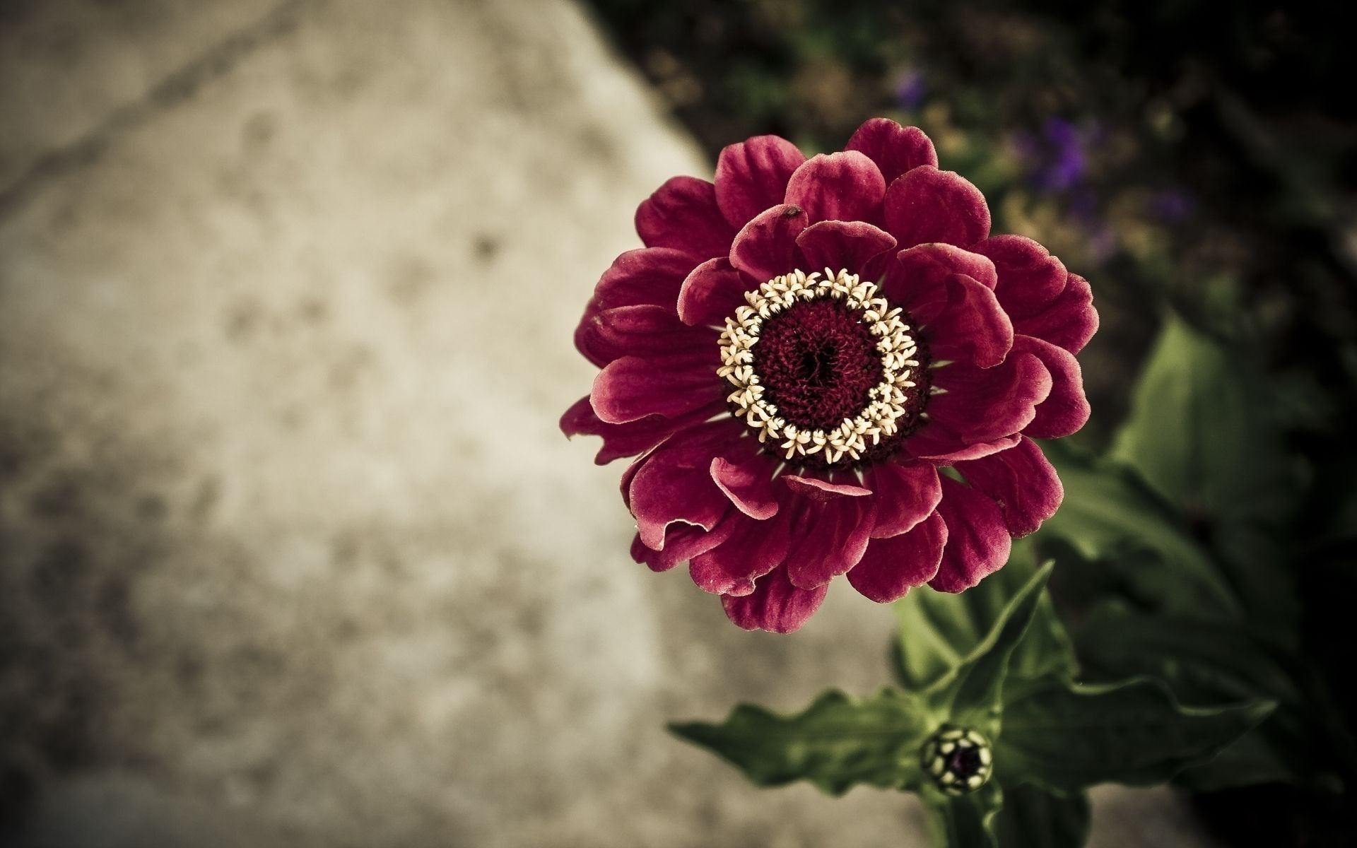 1920x1200 Zinnia Wallpaper