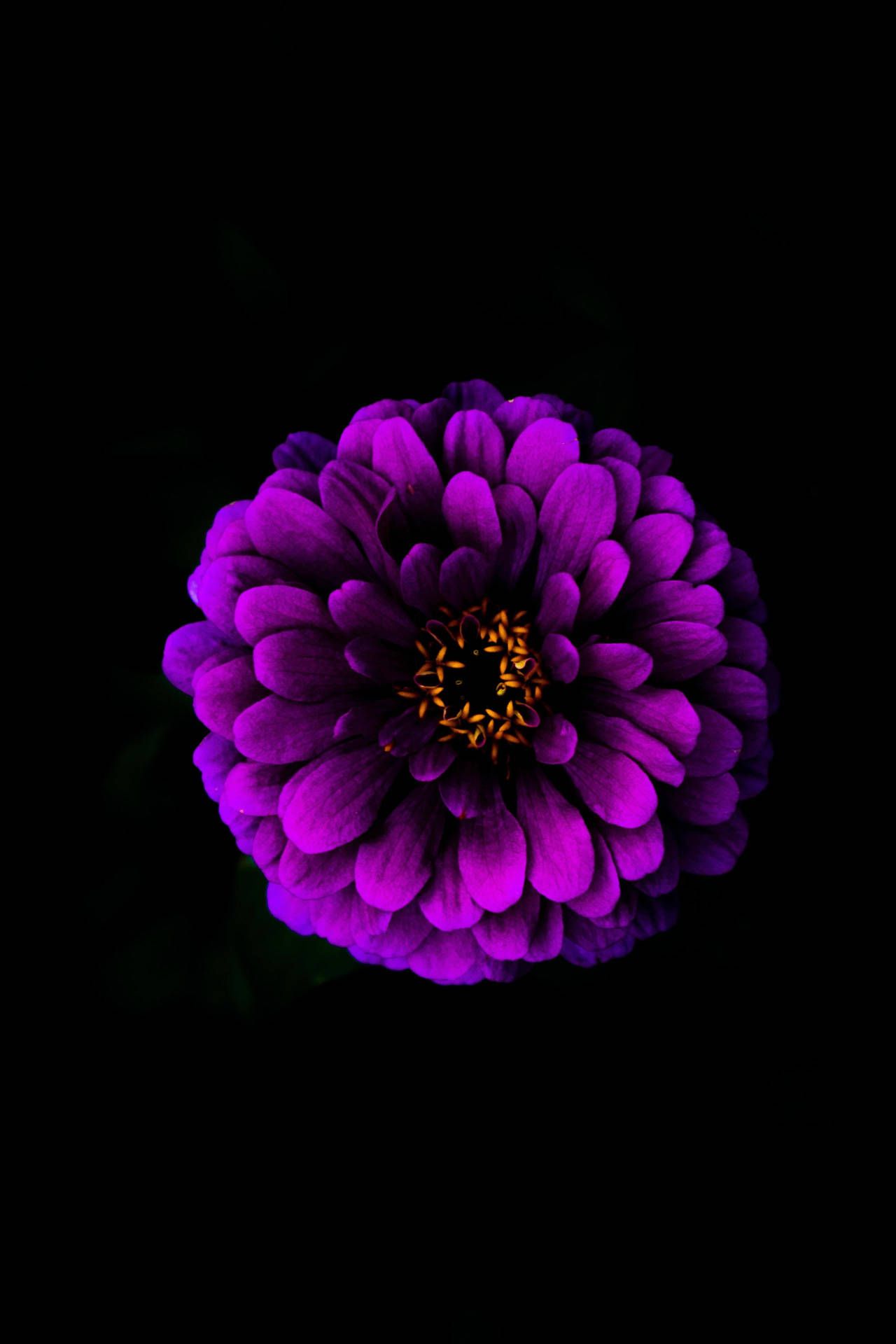 1280x1920 Download Purple Zinnia Flower Apple Wallpaper