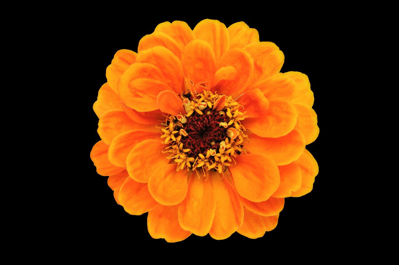 Zinnia Wallpapers - Top Free Zinnia Backgrounds - WallpaperAccess