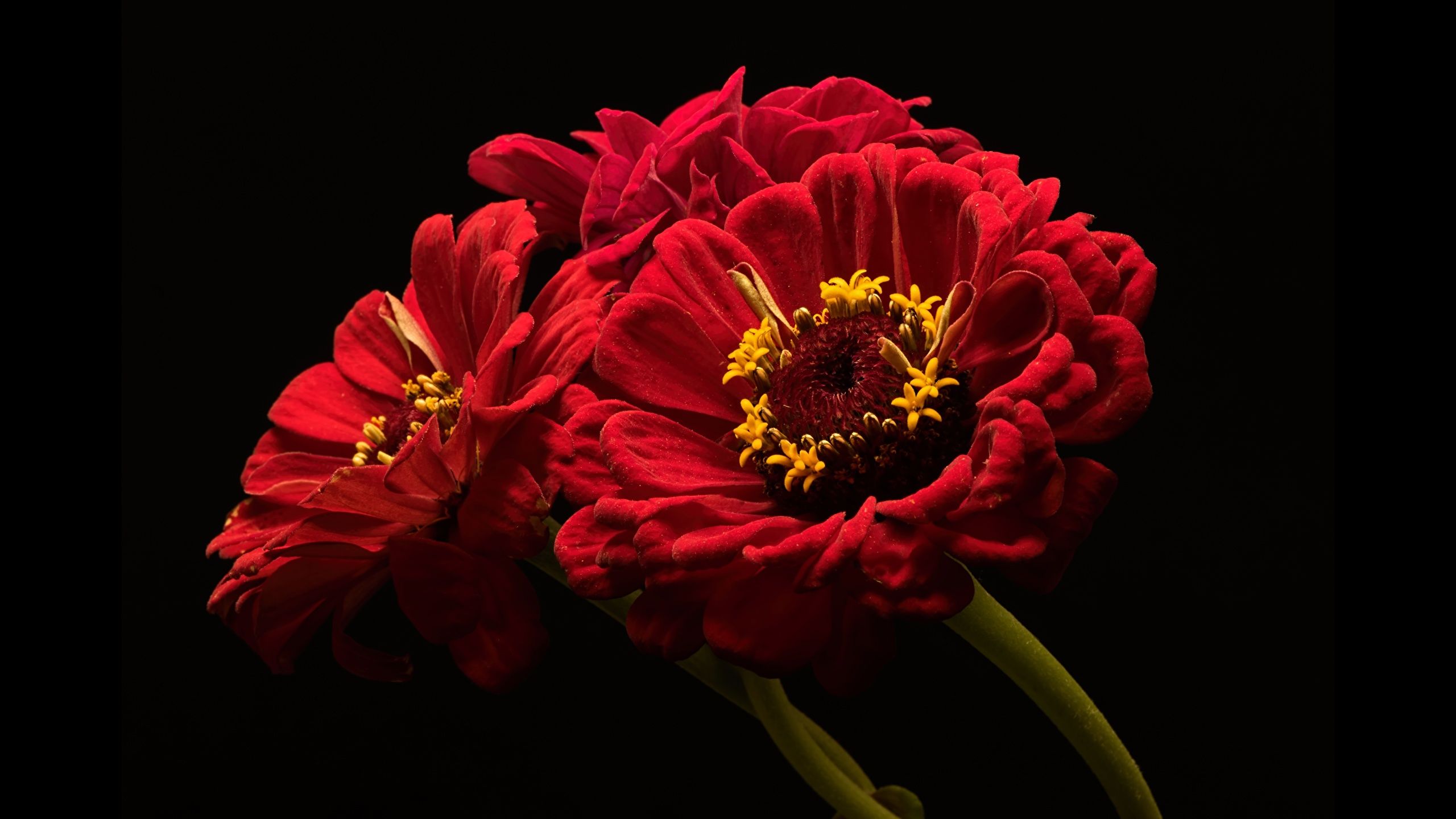 Artistic Zowie Zinnia View Illustration Artistic Zowie Zinnia View Illustration