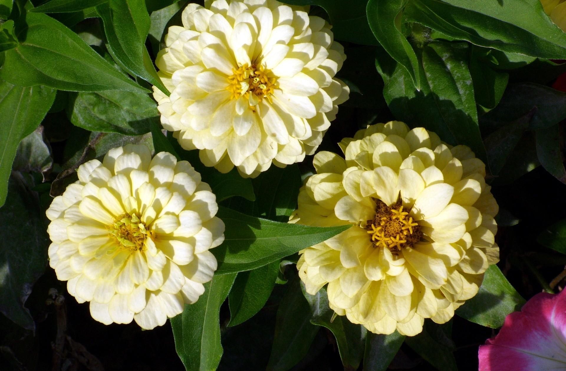 1920x1260 Zinnia HD Wallpaper and Background