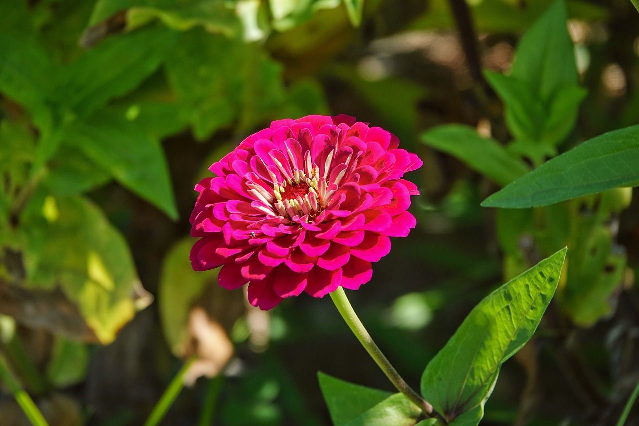 1280x853 Free Common Zinnia & Nature Image