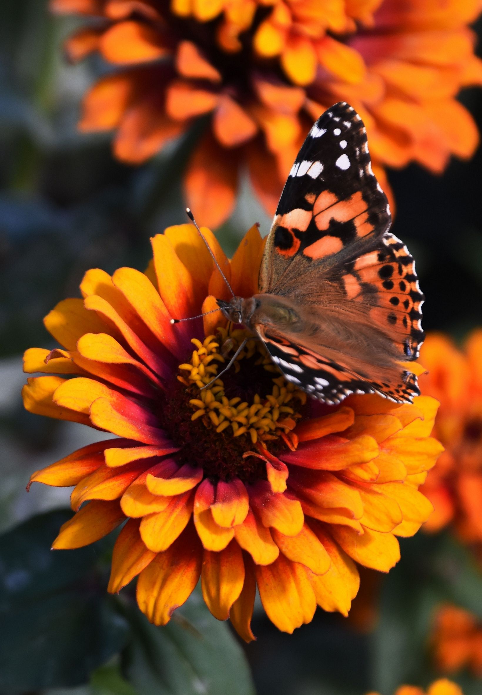 Zinnia Wallpapers - Top Free Zinnia Backgrounds - WallpaperAccess