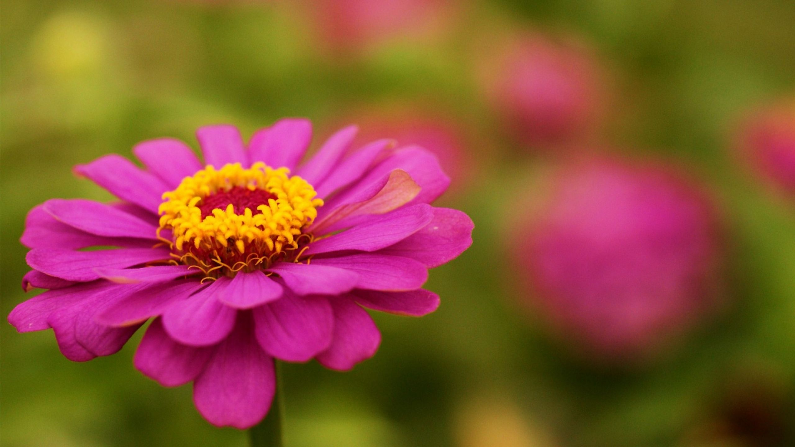 2560x1440 Free Zinnia Wallpaper