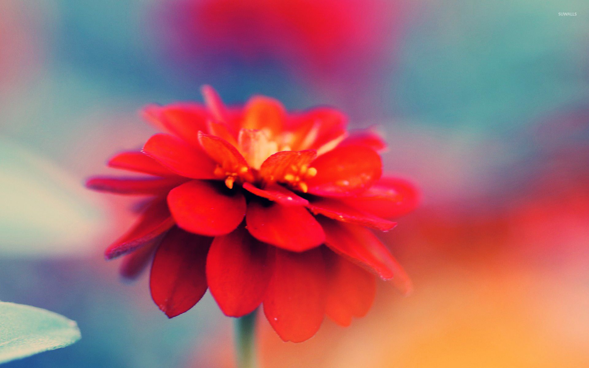 1920x1200 Red zinnia wallpaper wallpaper