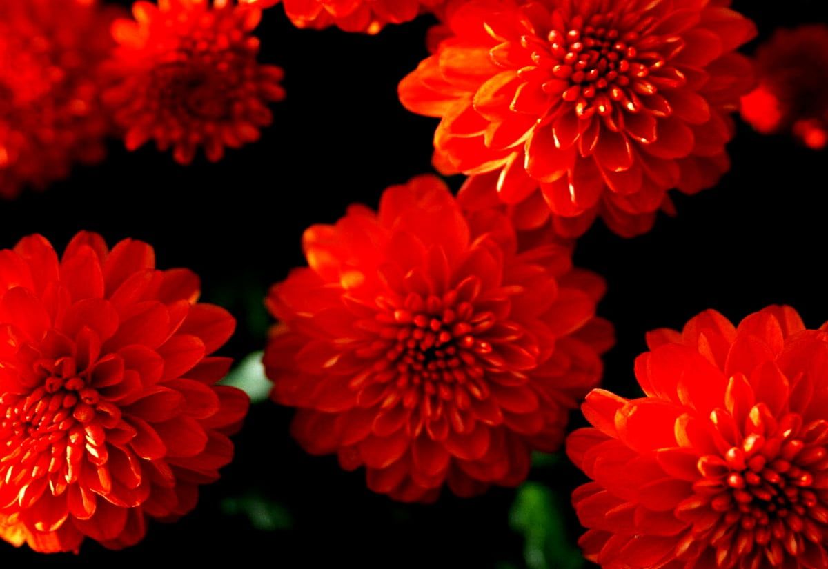 1200x825 Common zinnia wallpaper HD. Download Free background