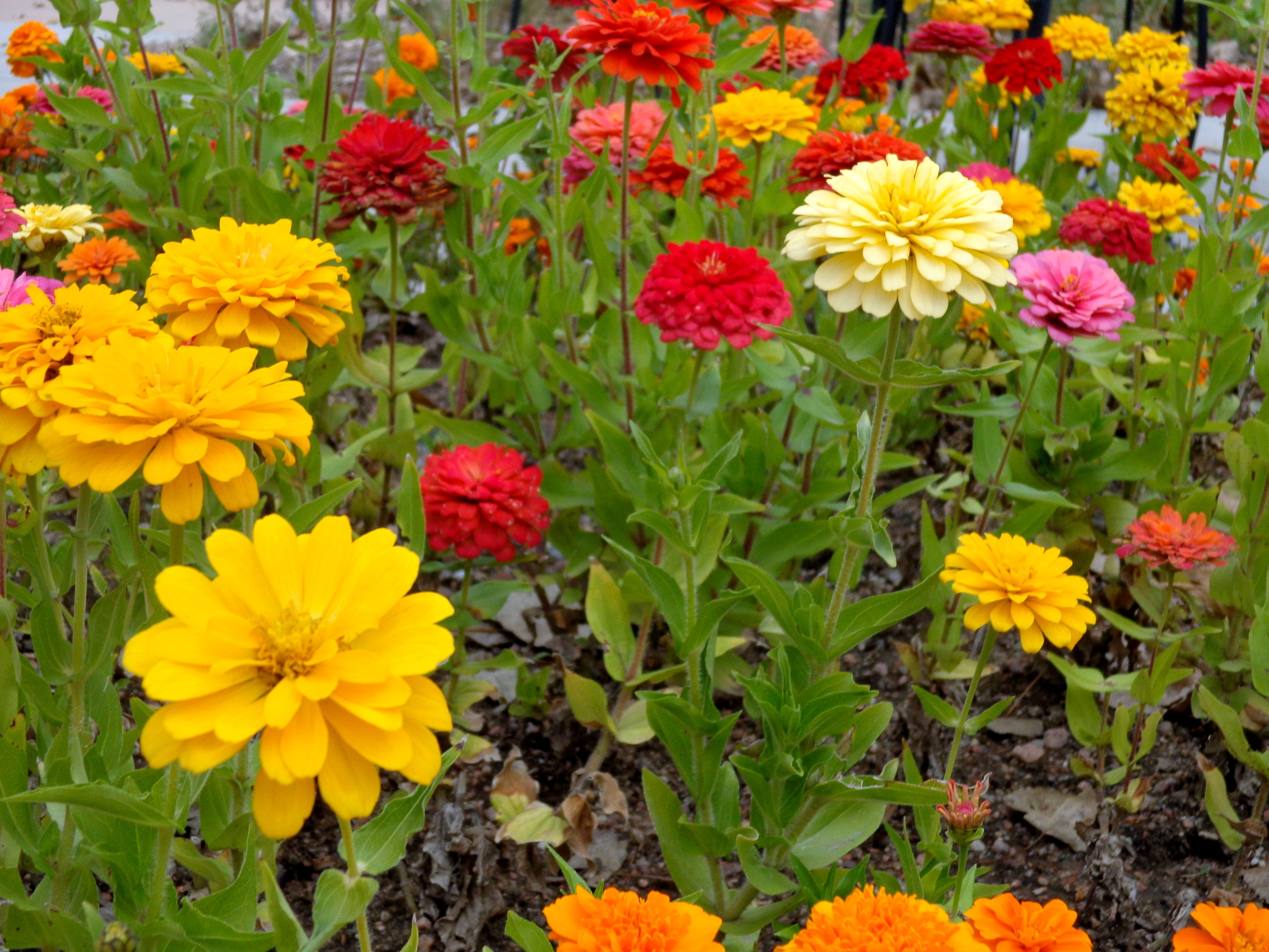 4608x3456 Colorful Zinnia Flowers Picture. Free Photograph. Photo Public Domain