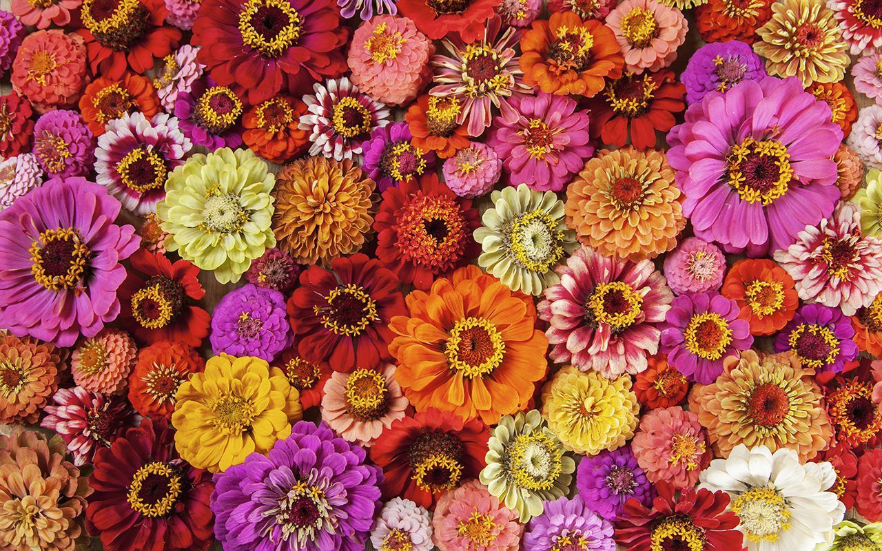 Zinnia Wallpapers - Top Free Zinnia Backgrounds - WallpaperAccess