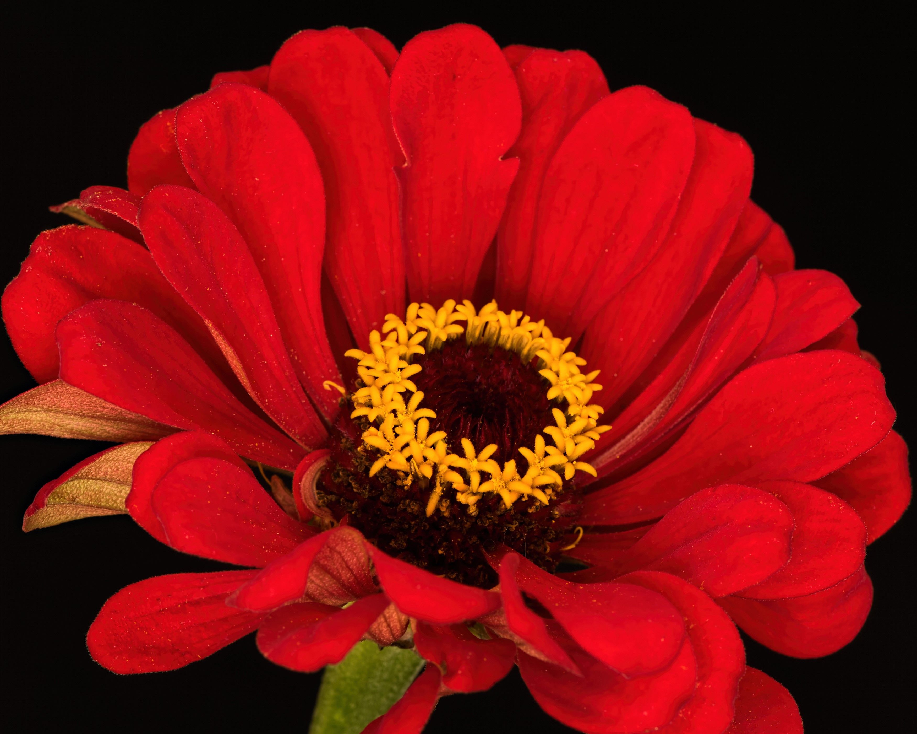 3500x2800 Zinnia, Closeup, Black background, Red Gallery HD Wallpaper