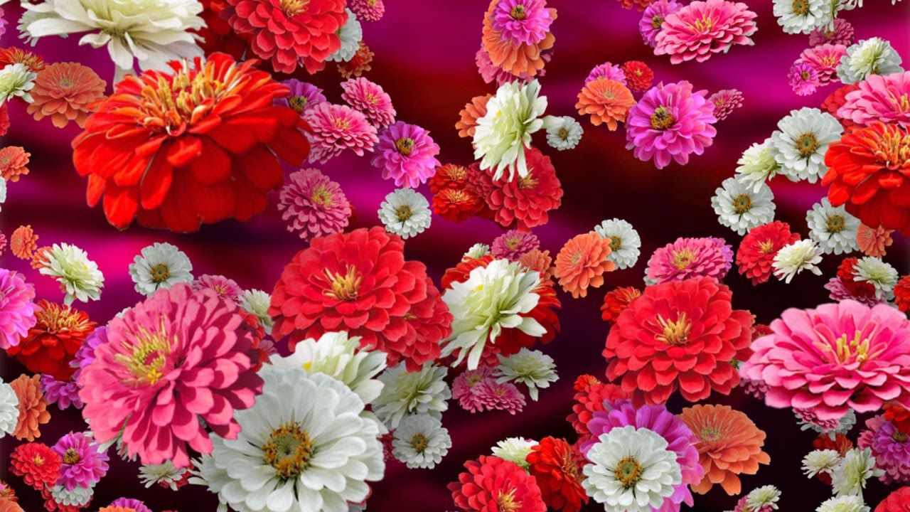 Zinnia Wallpapers - Top Free Zinnia Backgrounds - WallpaperAccess