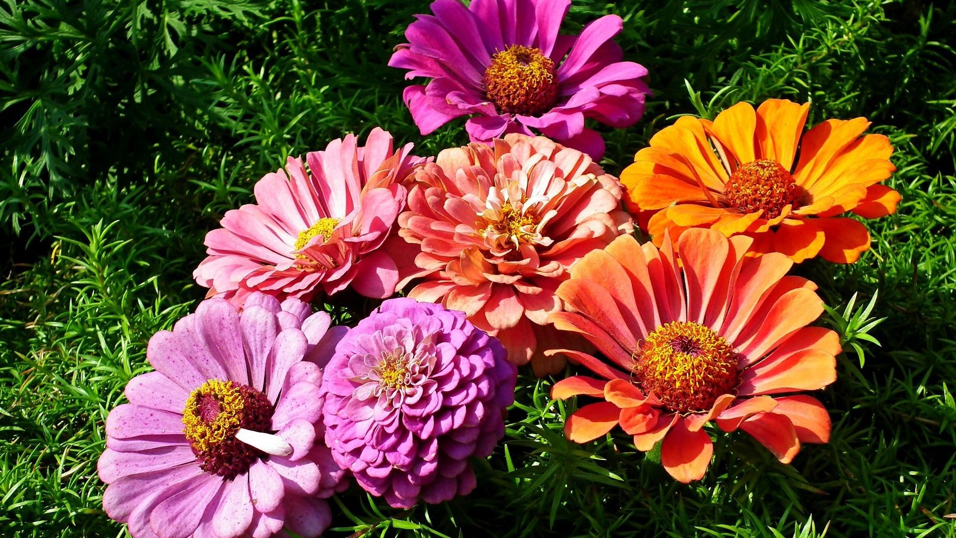 1920x1080 Wallpaper Pink and orange zinnia flowers 1920x1200 HD Picture, Image